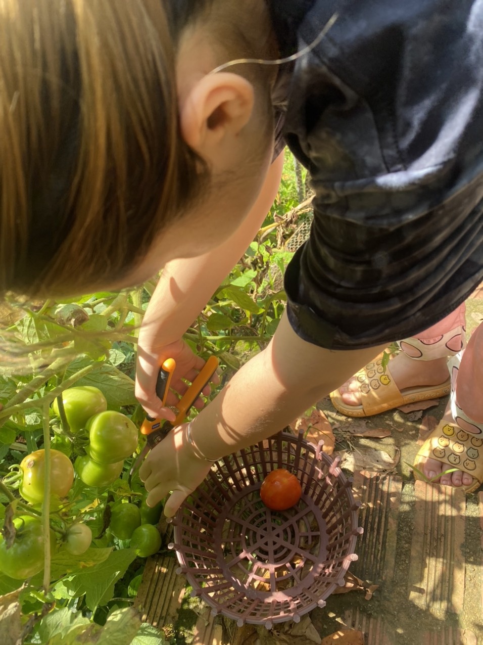 Vuon rau mua dich anh 5