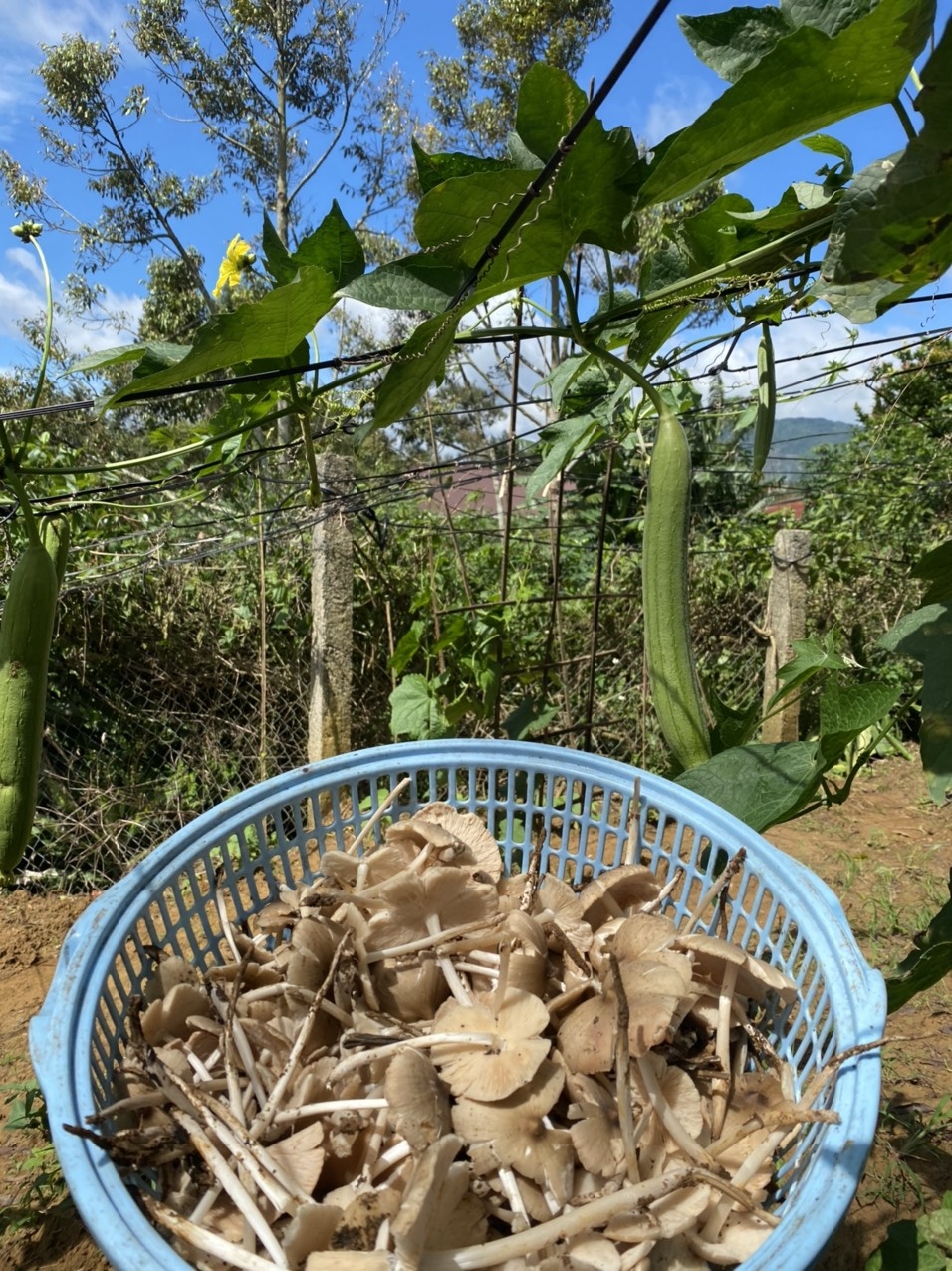 Vuon rau mua dich anh 7