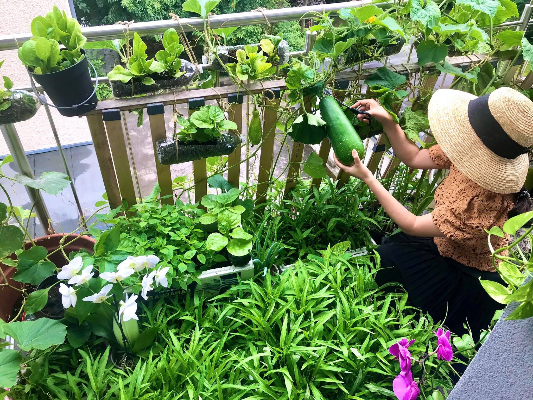 Nguoi phu nu trong rau tren ban cong 2, 5 m2 anh 2