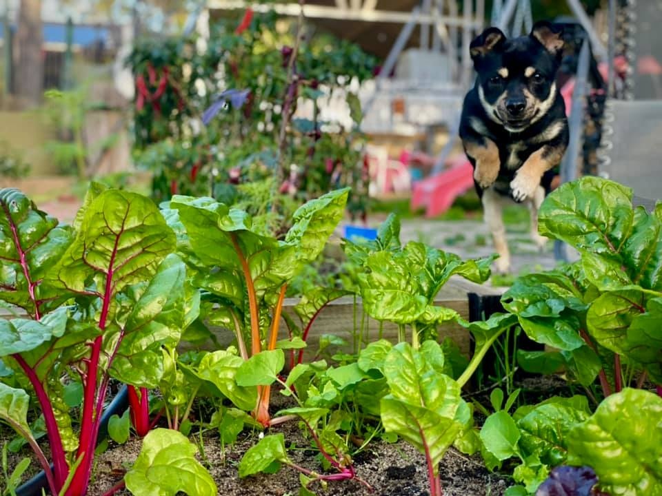 Nguoi me Viet o Australia trong cay trai khong lo anh 8