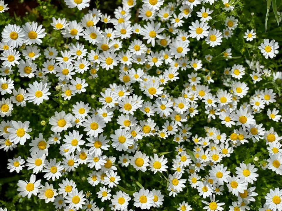 Nguoi me Viet o Australia trong cay trai khong lo anh 9