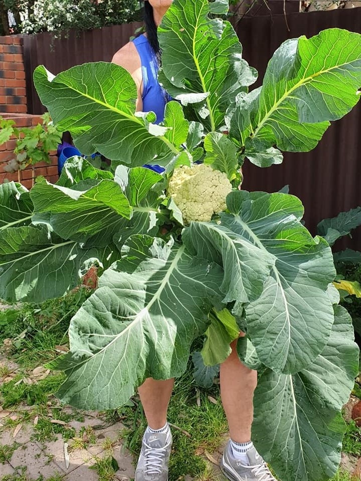 Nguoi me Viet o Australia trong cay trai khong lo anh 5