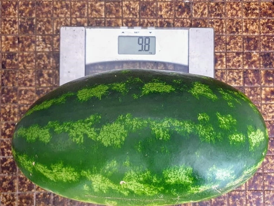 Nguoi me Viet o Australia trong cay trai khong lo anh 7