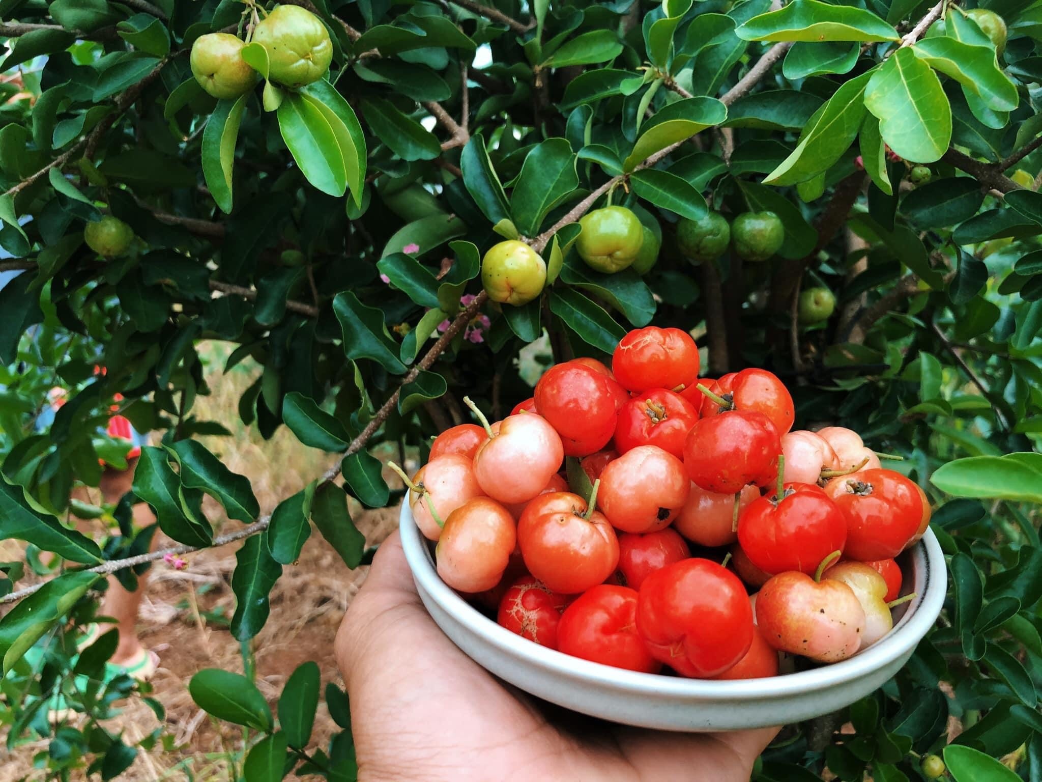 Chang trai trong hoa hong trong vuon 2.000 m2 anh 5