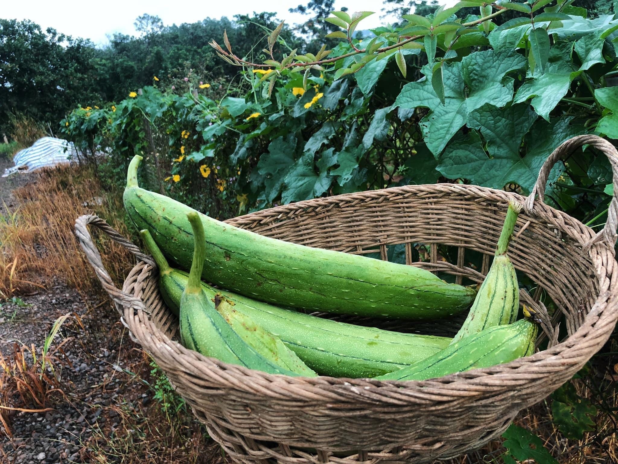 Chang trai trong hoa hong trong vuon 2.000 m2 anh 6