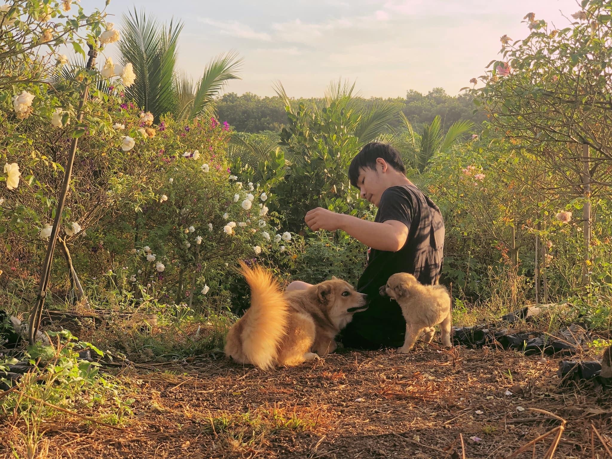 Chang trai trong hoa hong trong vuon 2.000 m2 anh 3