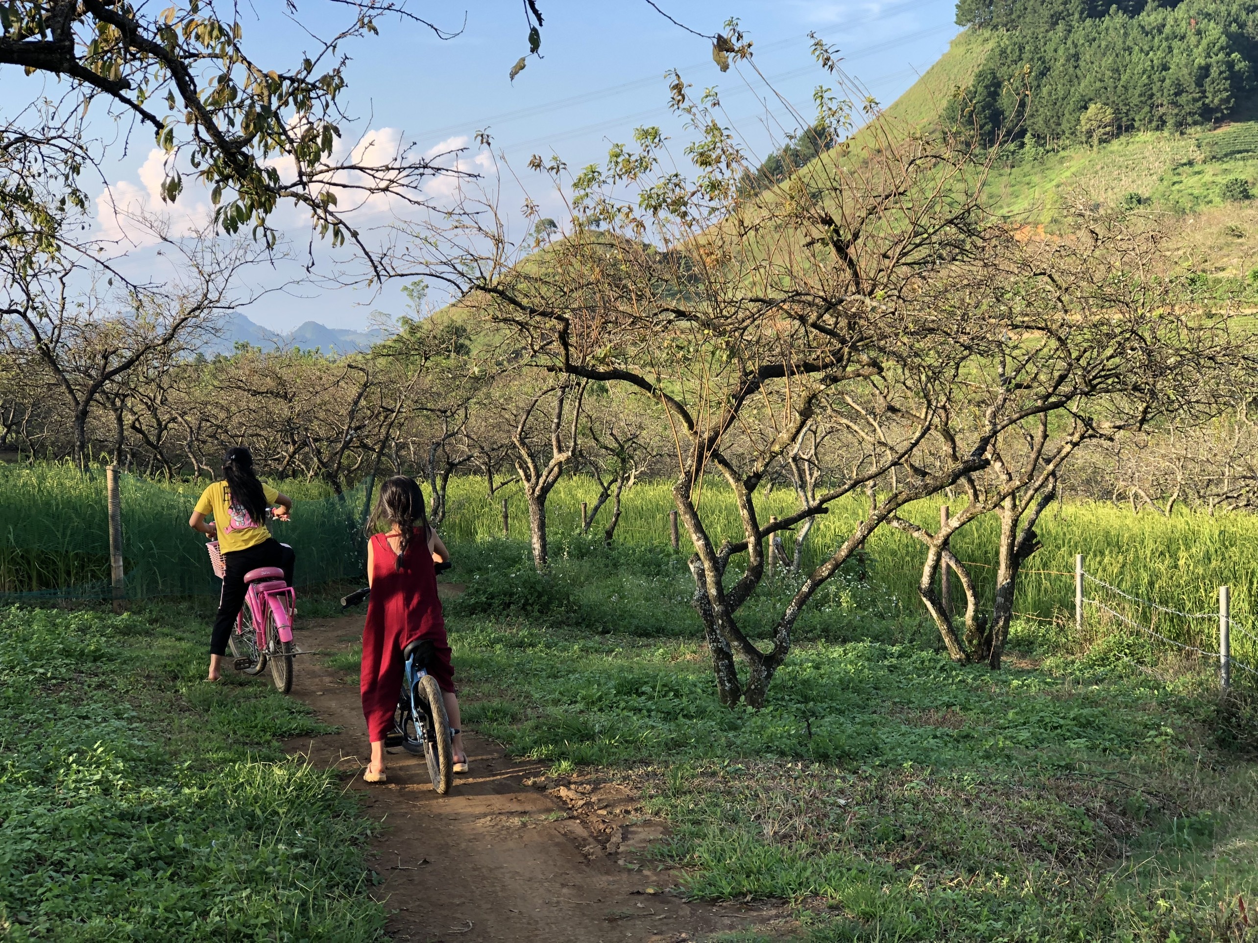 Dựng nhà làm vườn khi kẹt ở Mộc Châu ảnh 9 Dung nha lam vuon khi ket o Moc Chau anh 9