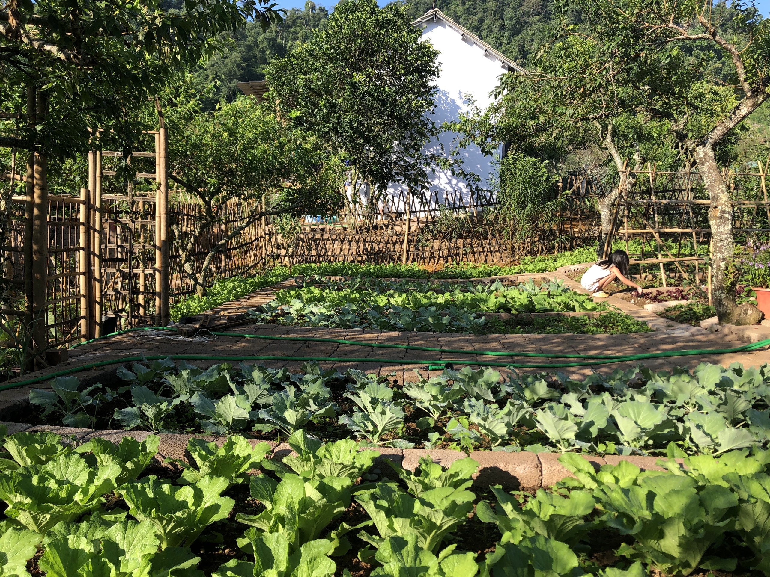 Dựng nhà làm vườn khi kẹt ở Mộc Châu ảnh 2 Dung nha lam vuon khi ket o Moc Chau anh 2