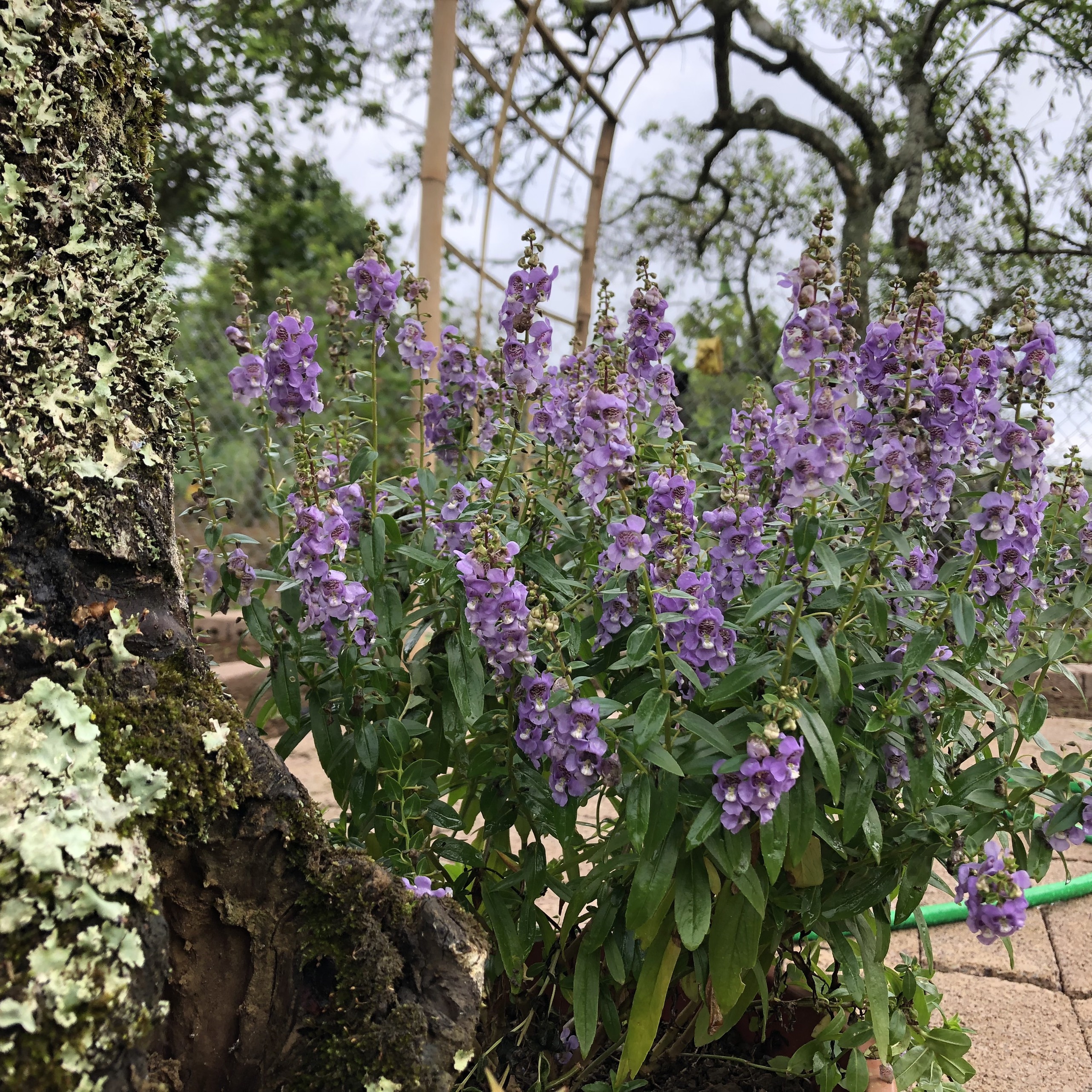 Dựng nhà làm vườn khi kẹt ở Mộc Châu ảnh 3 Dung nha lam vuon khi ket o Moc Chau anh 3