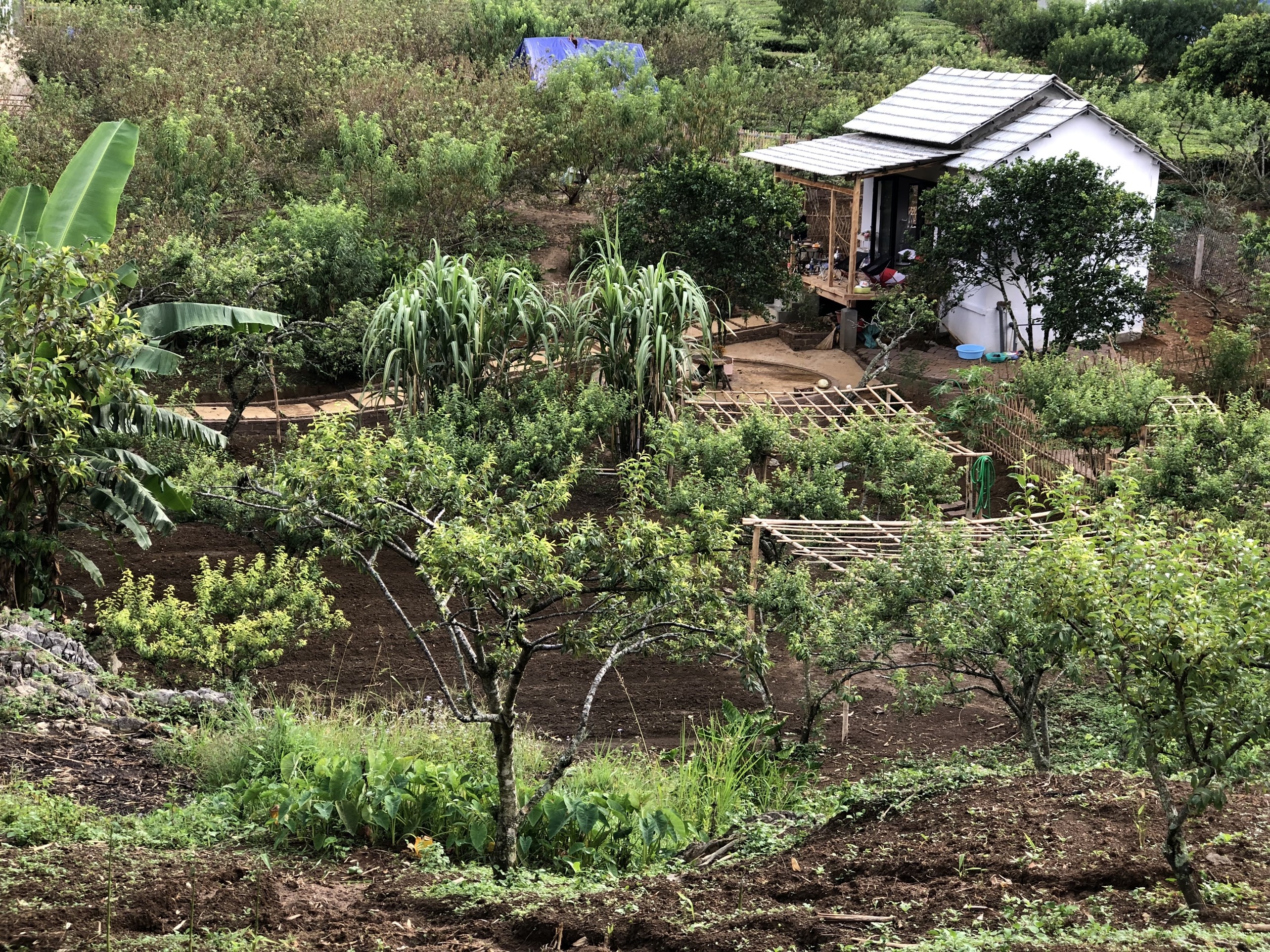 Dung nha lam vuon khi ket o Moc Chau anh 1