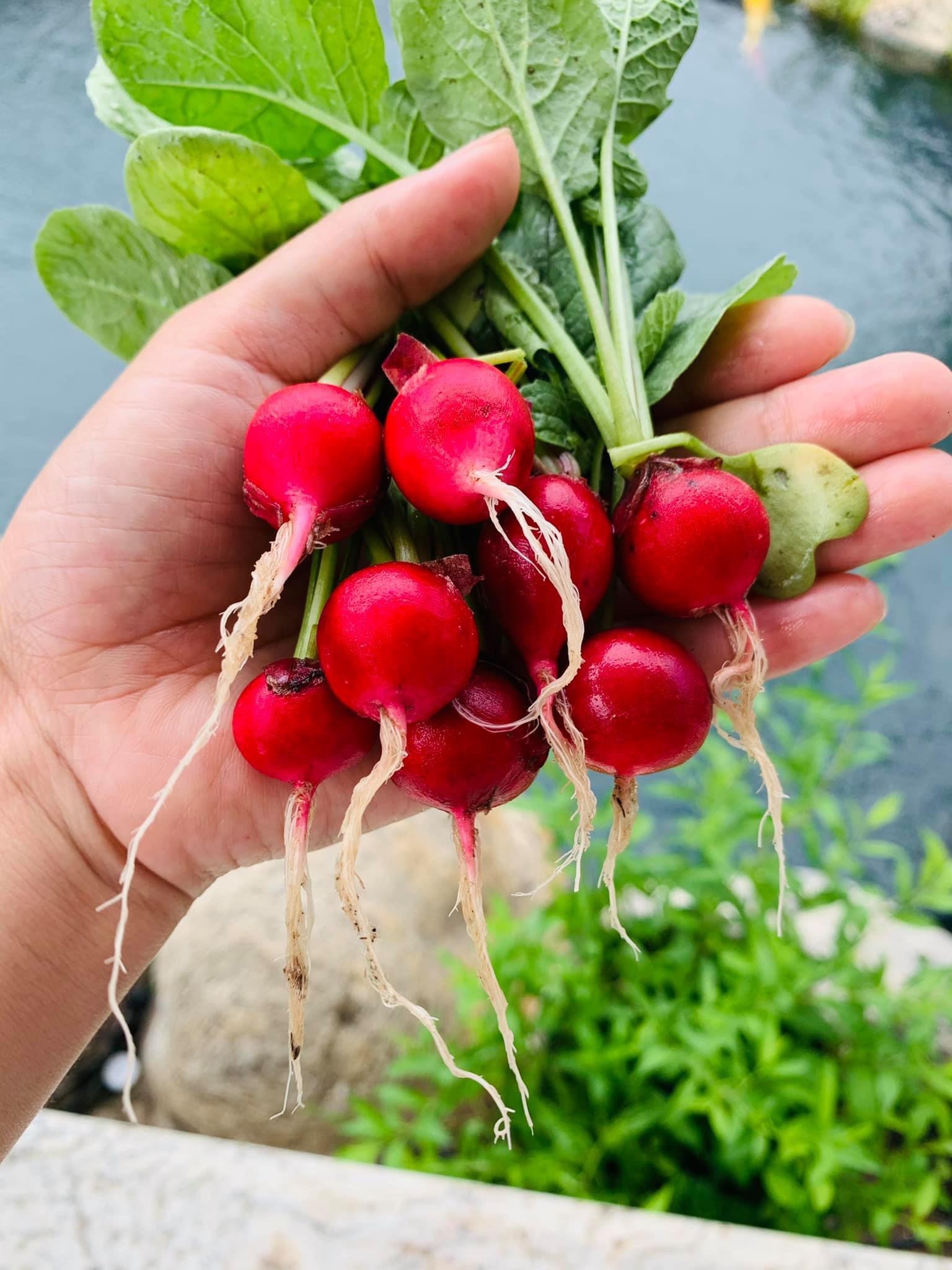 Chong tang vo manh dat 720 m2 de trong rau nuoi ca anh 8