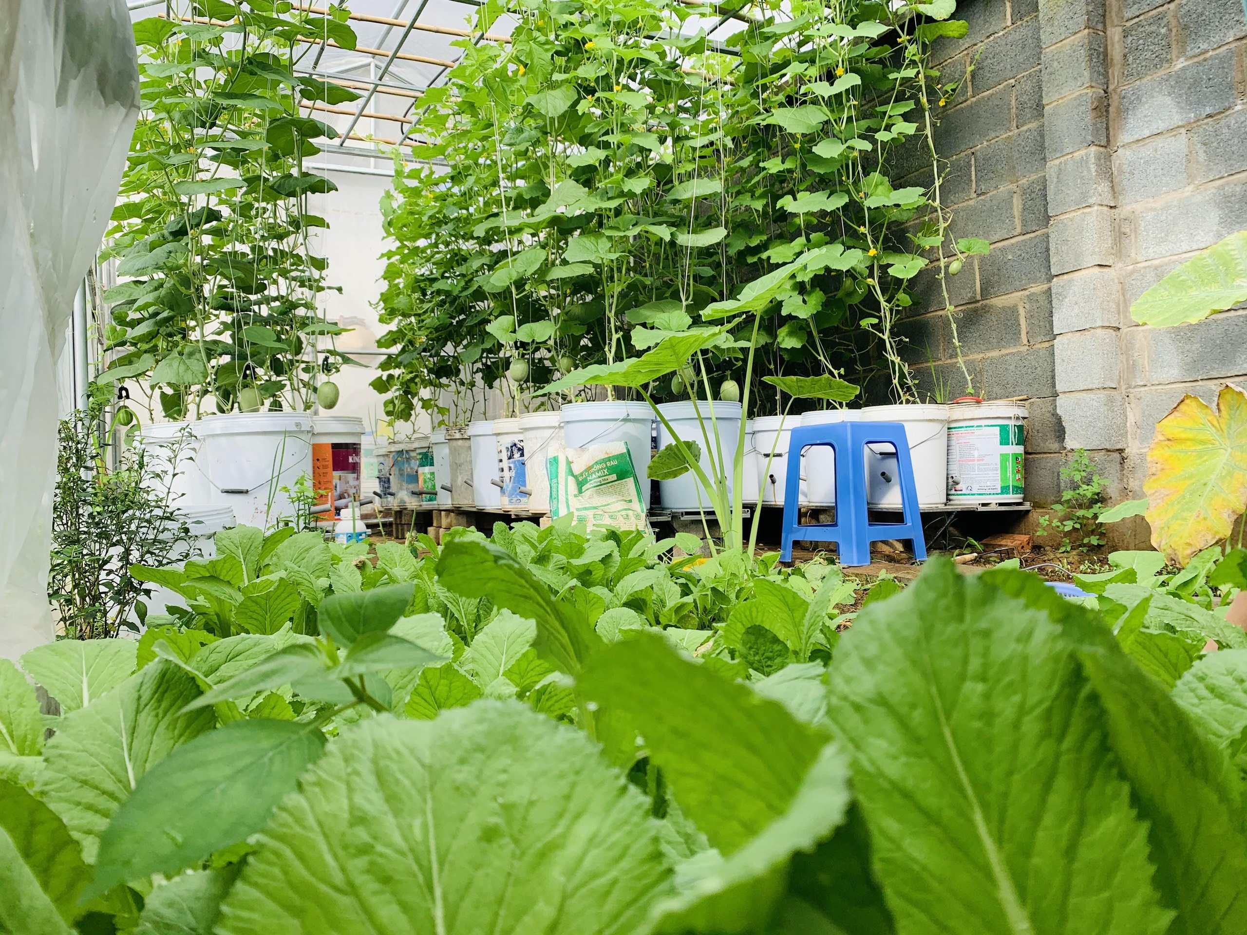 Chong tang vo manh dat 720 m2 de trong rau nuoi ca anh 4