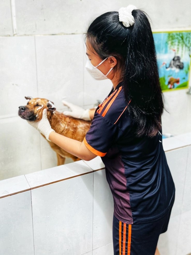 Tình nguyện viên ở TP.HCM chăm sóc chó mèo cho F0 ảnh 2 Tinh nguyen vien o TP.HCM cham soc cho meo cho F0 anh 2
