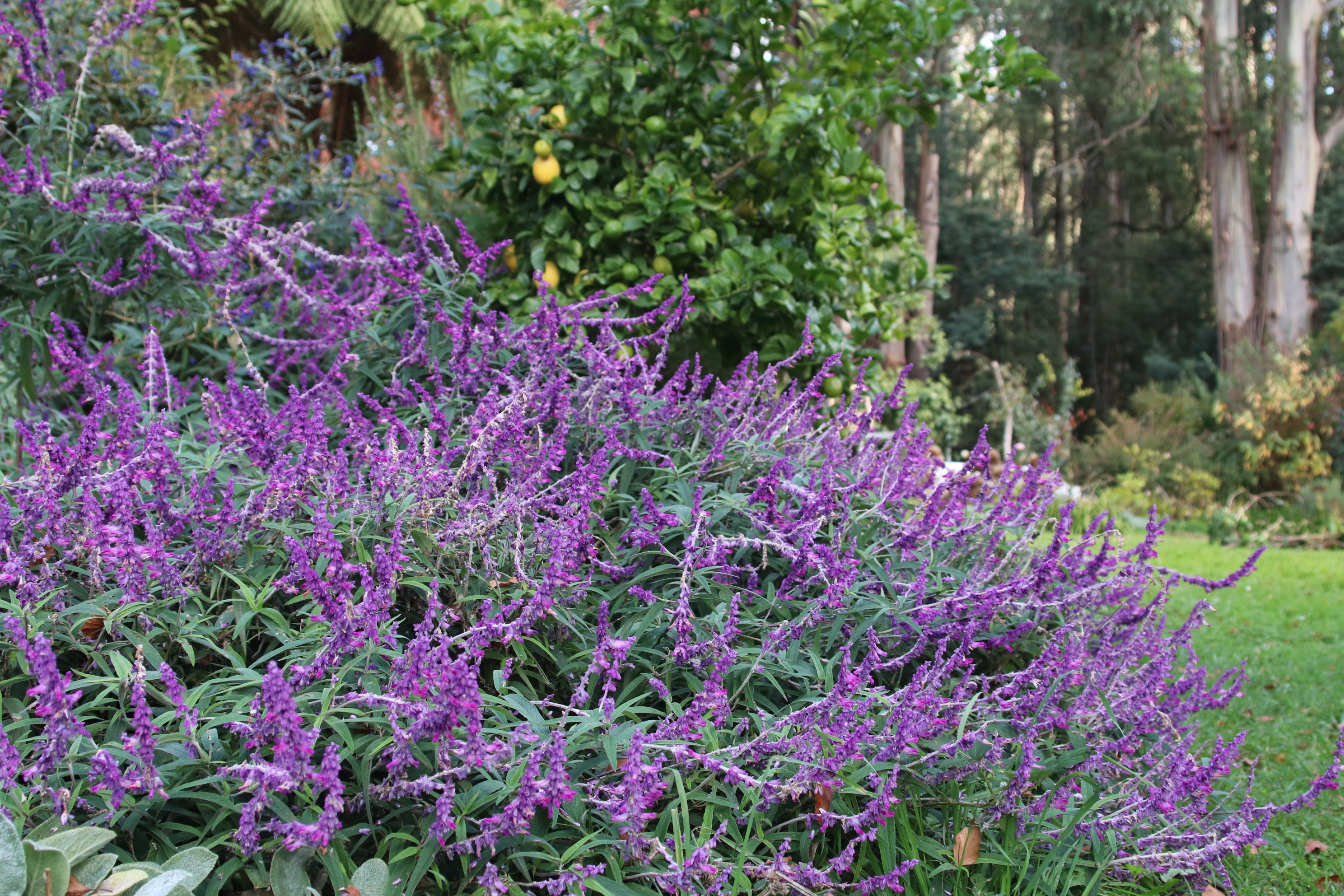 Khu vuon 6.000 m2 cua nguoi me Viet o Australia anh 6