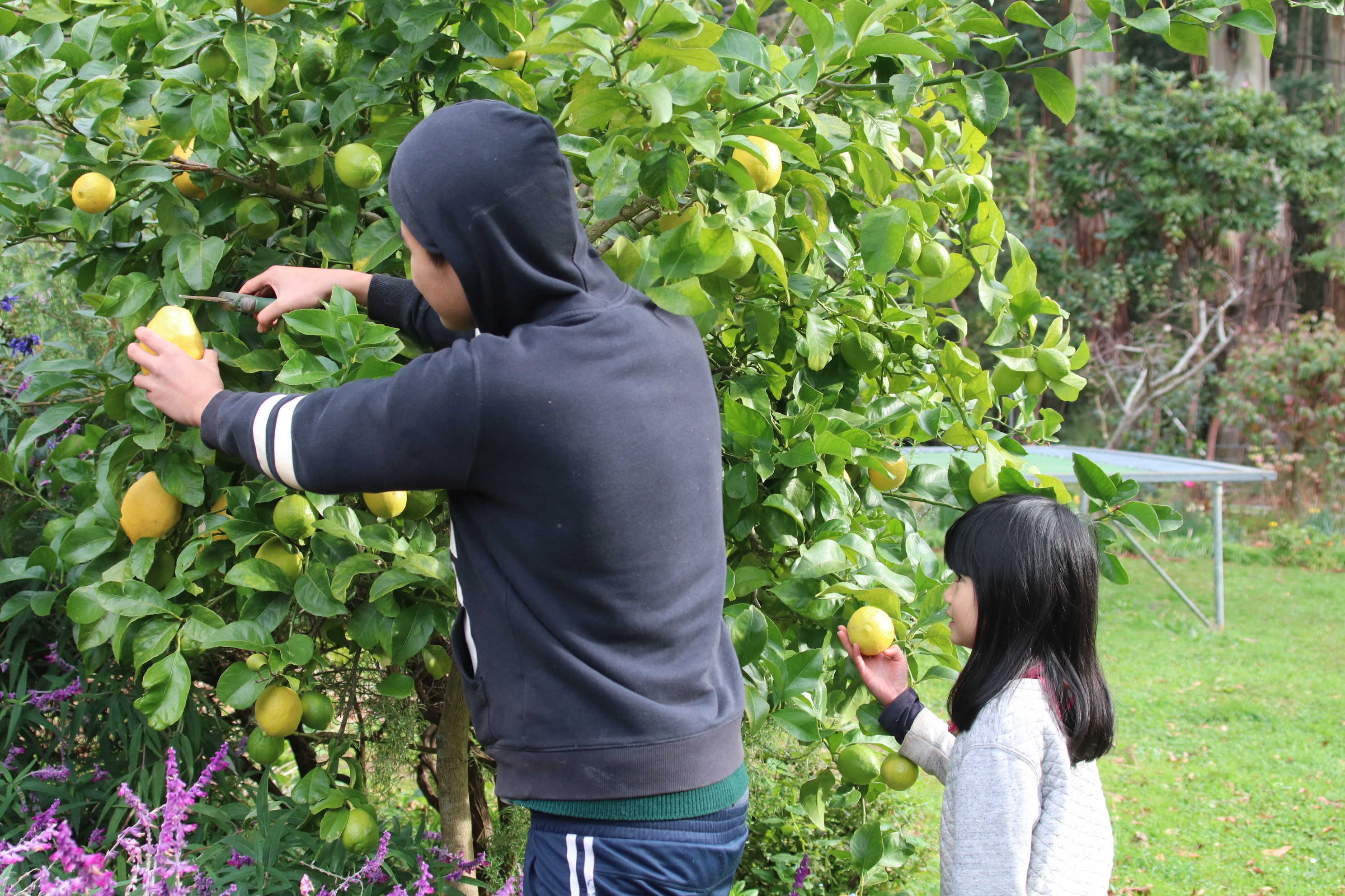 Khu vuon 6.000 m2 cua nguoi me Viet o Australia anh 12