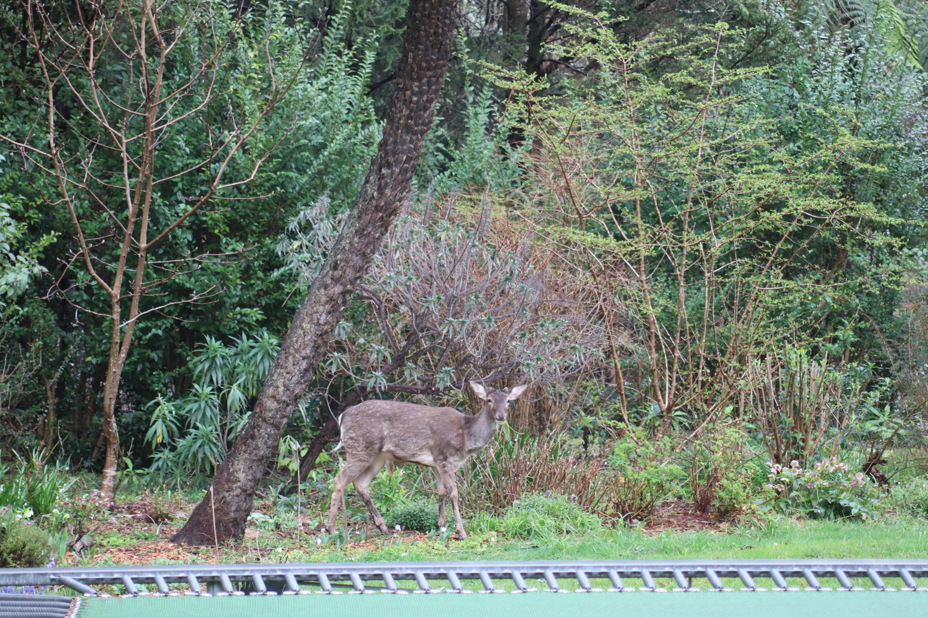 Khu vuon 6.000 m2 cua nguoi me Viet o Australia anh 13