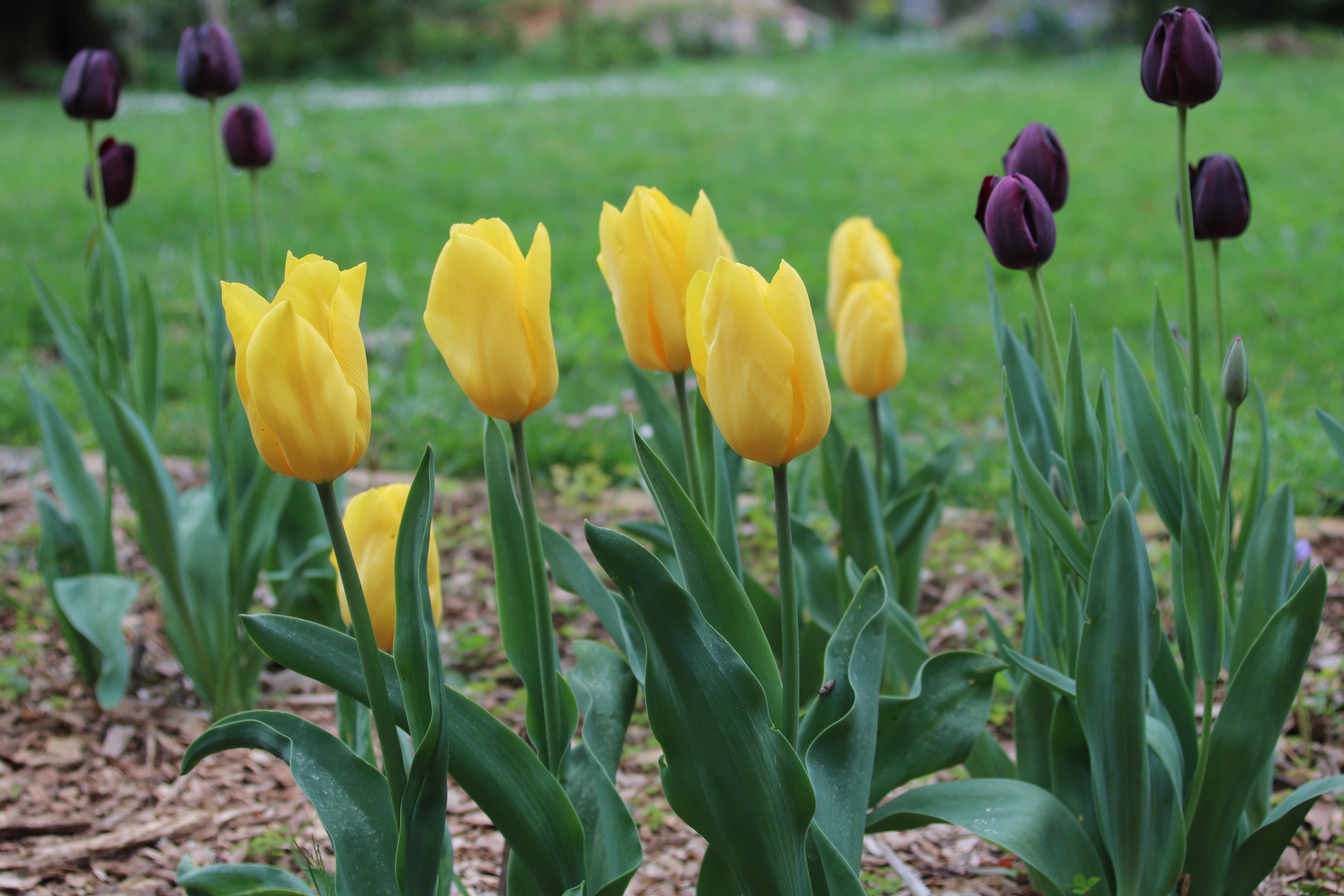 Khu vuon 6.000 m2 cua nguoi me Viet o Australia anh 7