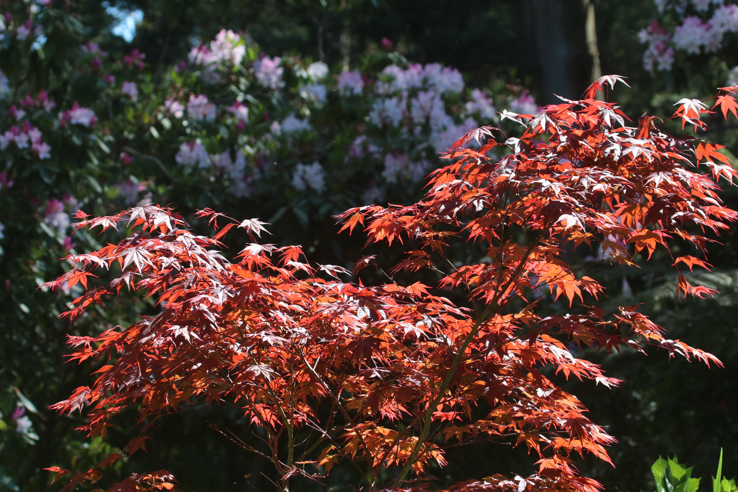 Khu vuon 6.000 m2 cua nguoi me Viet o Australia anh 4