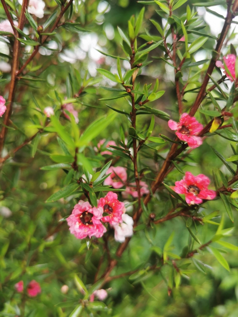 Kẹt lại trong dịch ảnh 6 Ket lai trong dich anh 6