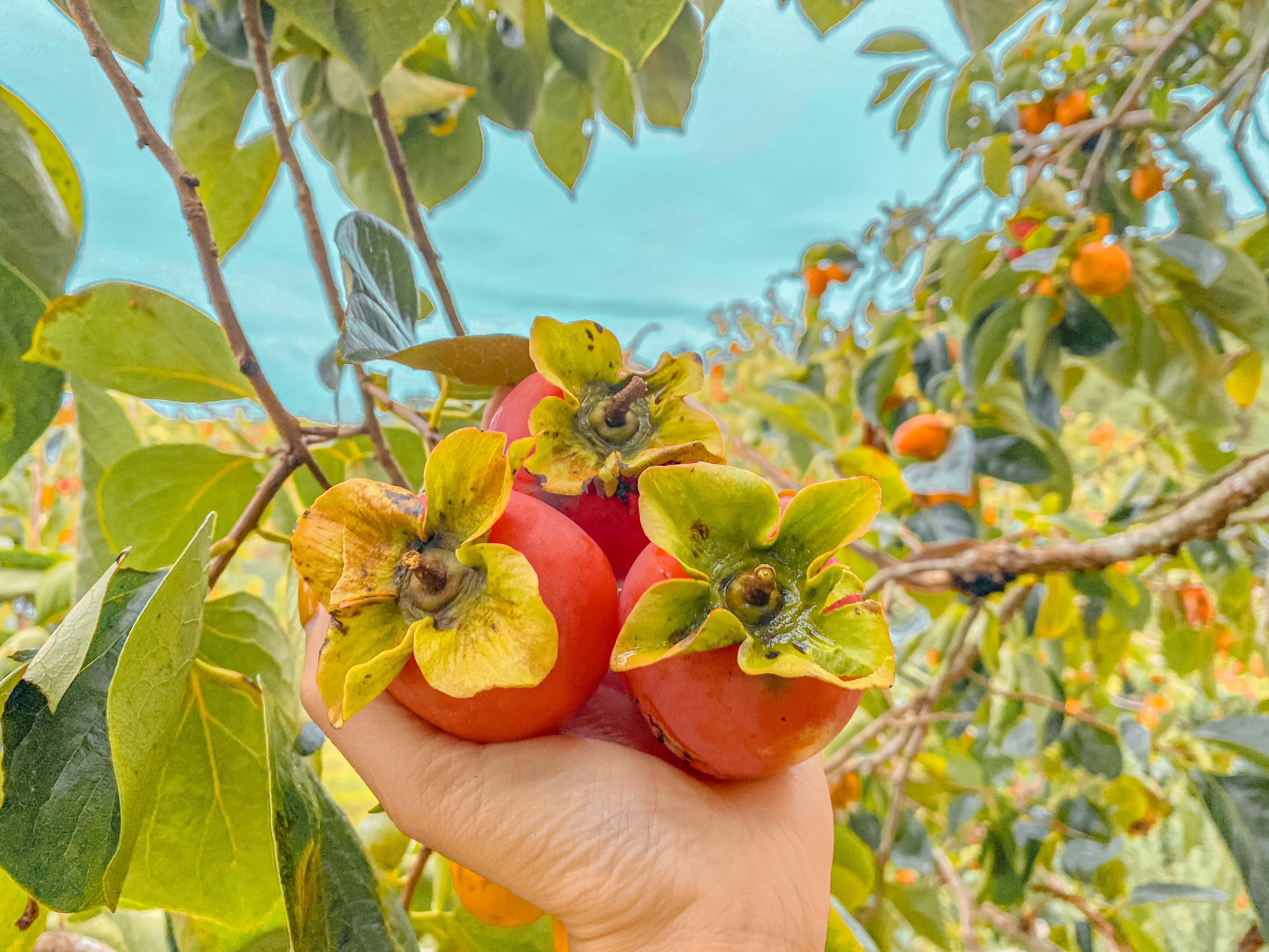 Bỏ việc vào Đà Lạt lập nghiệp ảnh 3 Bo viec vao Da Lat lap nghiep anh 3