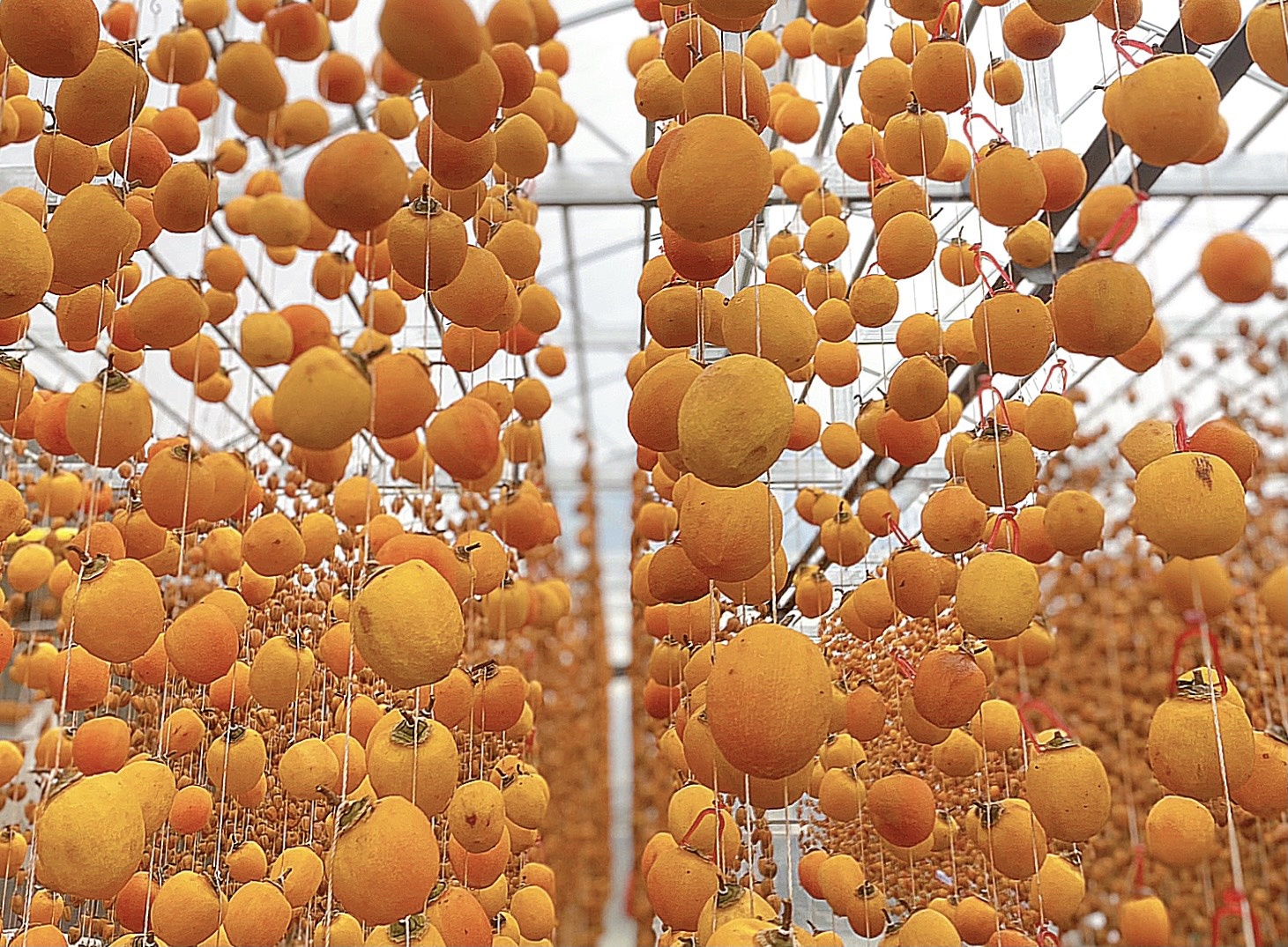 Bỏ việc vào Đà Lạt lập nghiệp ảnh 4 Bo viec vao Da Lat lap nghiep anh 4