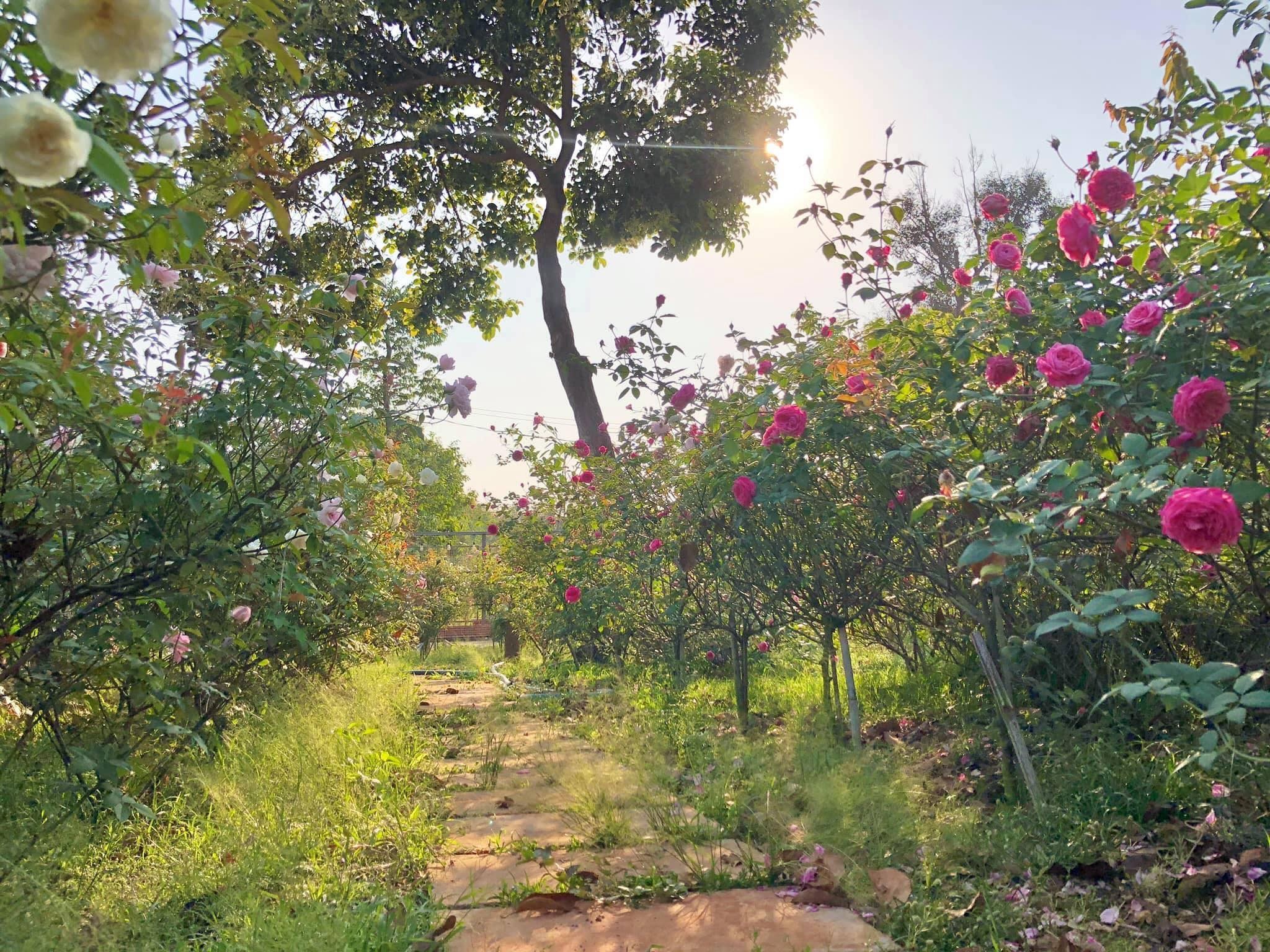 Dung nha trong dich anh 5