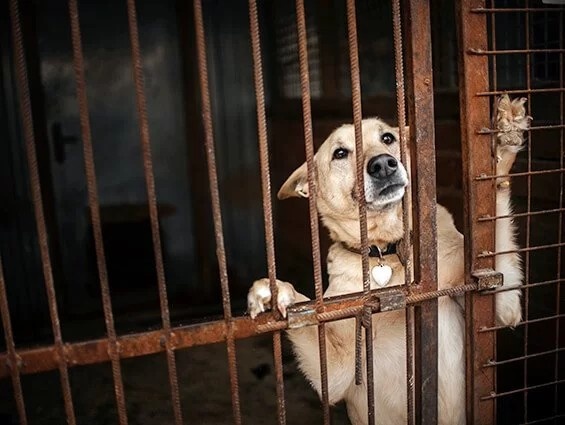 Keu goi cham dut nan buon ban thit cho, meo tai Viet Nam hinh anh