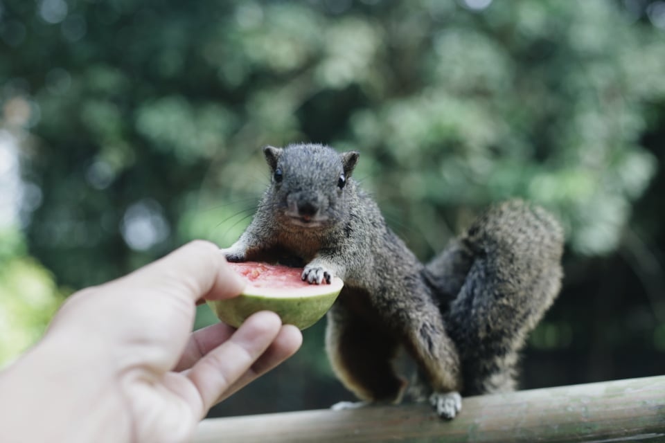 Bo pho ve que lam trang trai sau 5 nam o Da Lat anh 5