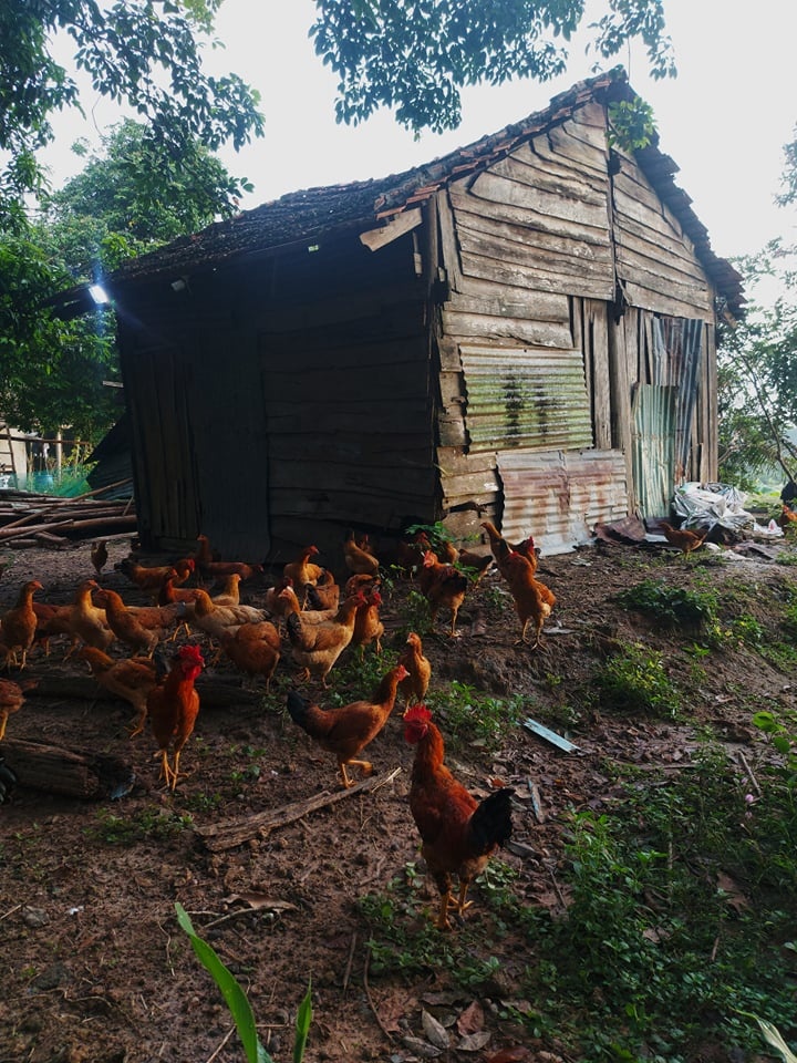 Bo pho ve que lam trang trai sau 5 nam o Da Lat anh 8