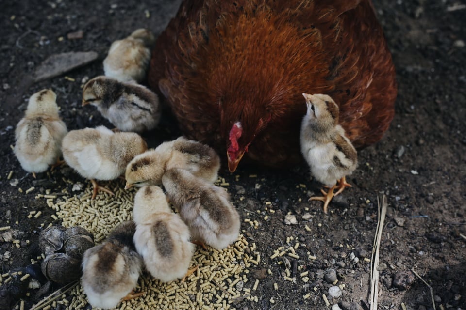 Bo pho ve que lam trang trai sau 5 nam o Da Lat anh 4