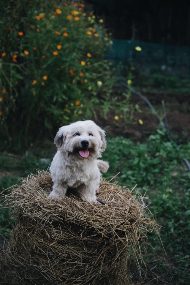 Bo pho ve que lam trang trai sau 5 nam o Da Lat anh 6