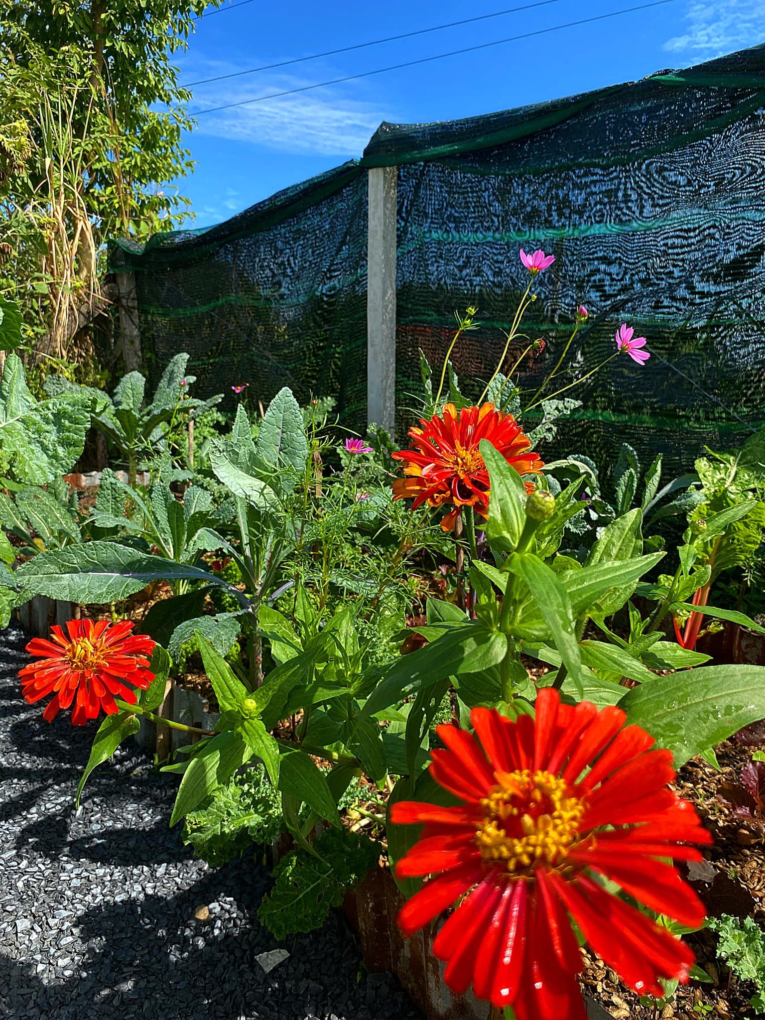 Nguoi me tre o TP.HCM trong hang tram loai cay trong vuon anh 6