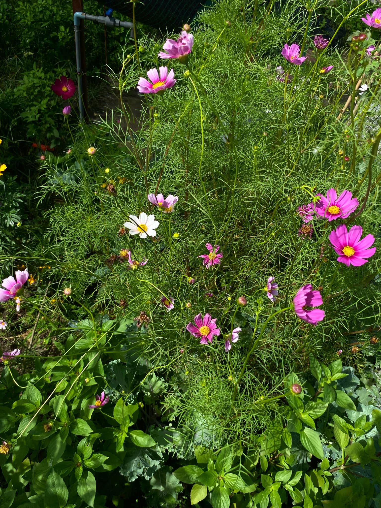 Nguoi me tre o TP.HCM trong hang tram loai cay trong vuon anh 7