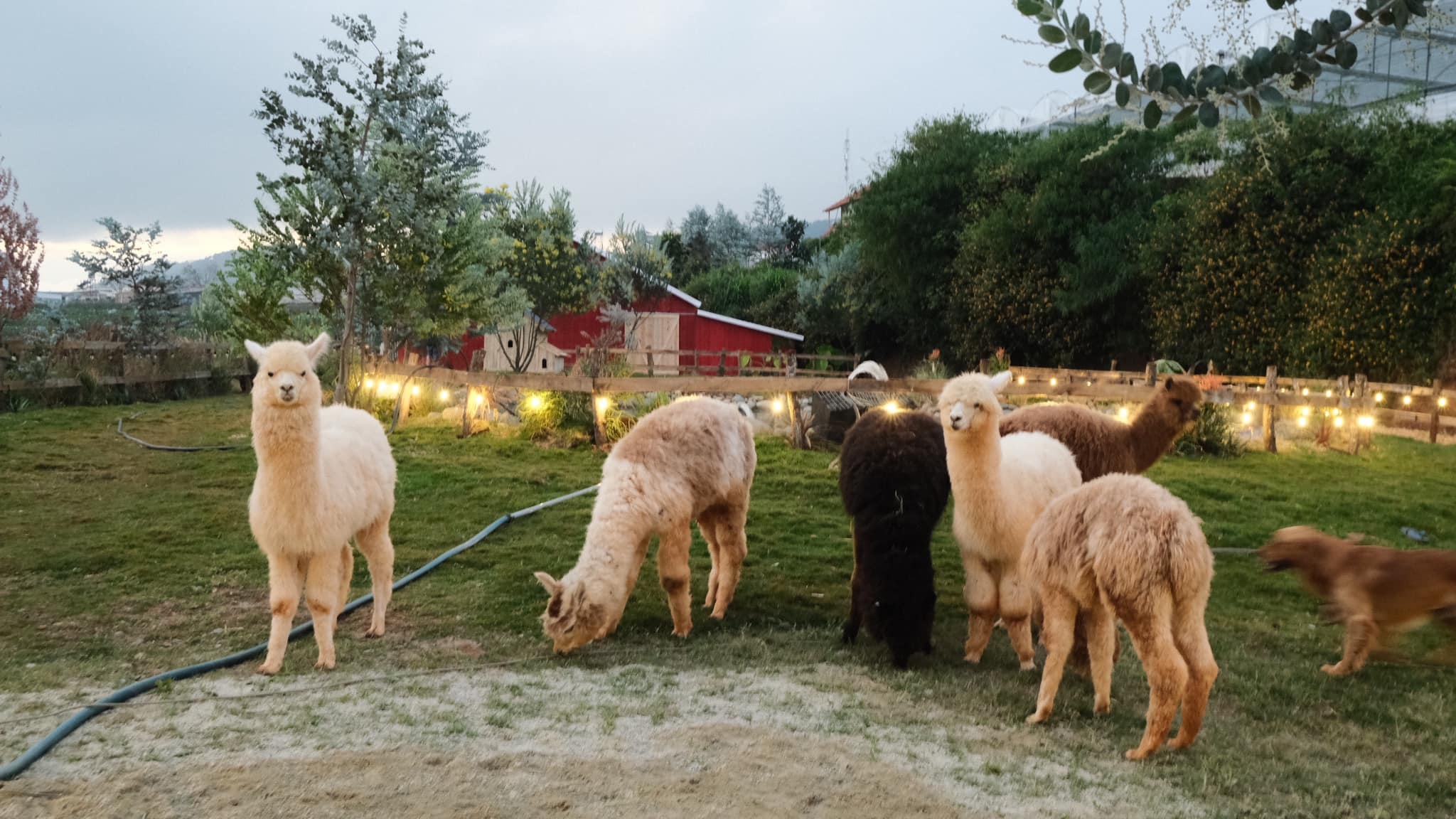 Rời TP.HCM về Đà Lạt lập nghiệp ảnh 15 Roi TP.HCM ve Da Lat lap nghiep anh 15