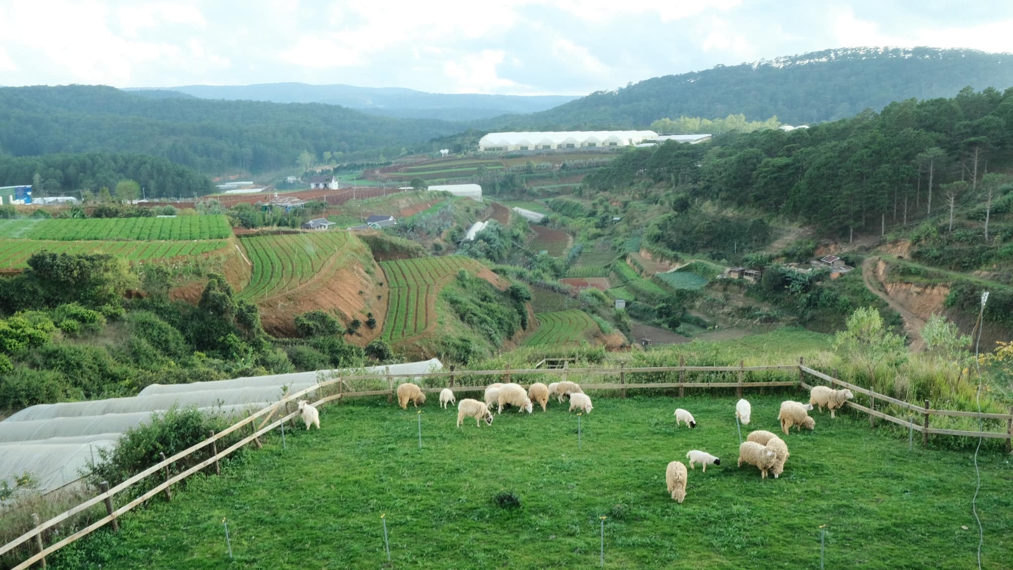 Rời TP.HCM về Đà Lạt lập nghiệp ảnh 14 Roi TP.HCM ve Da Lat lap nghiep anh 14