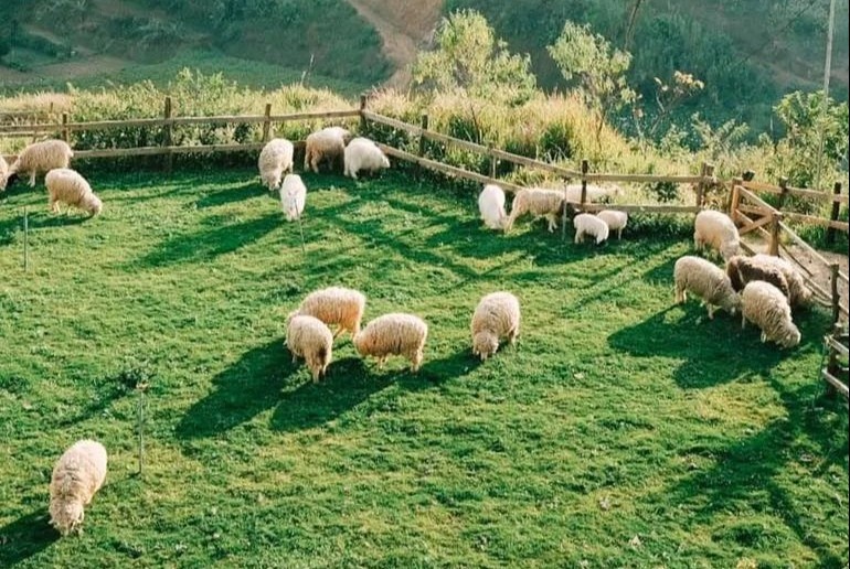 Roi TP.HCM ve Da Lat trong xuong rong, nuoi lac da alpaca hinh anh