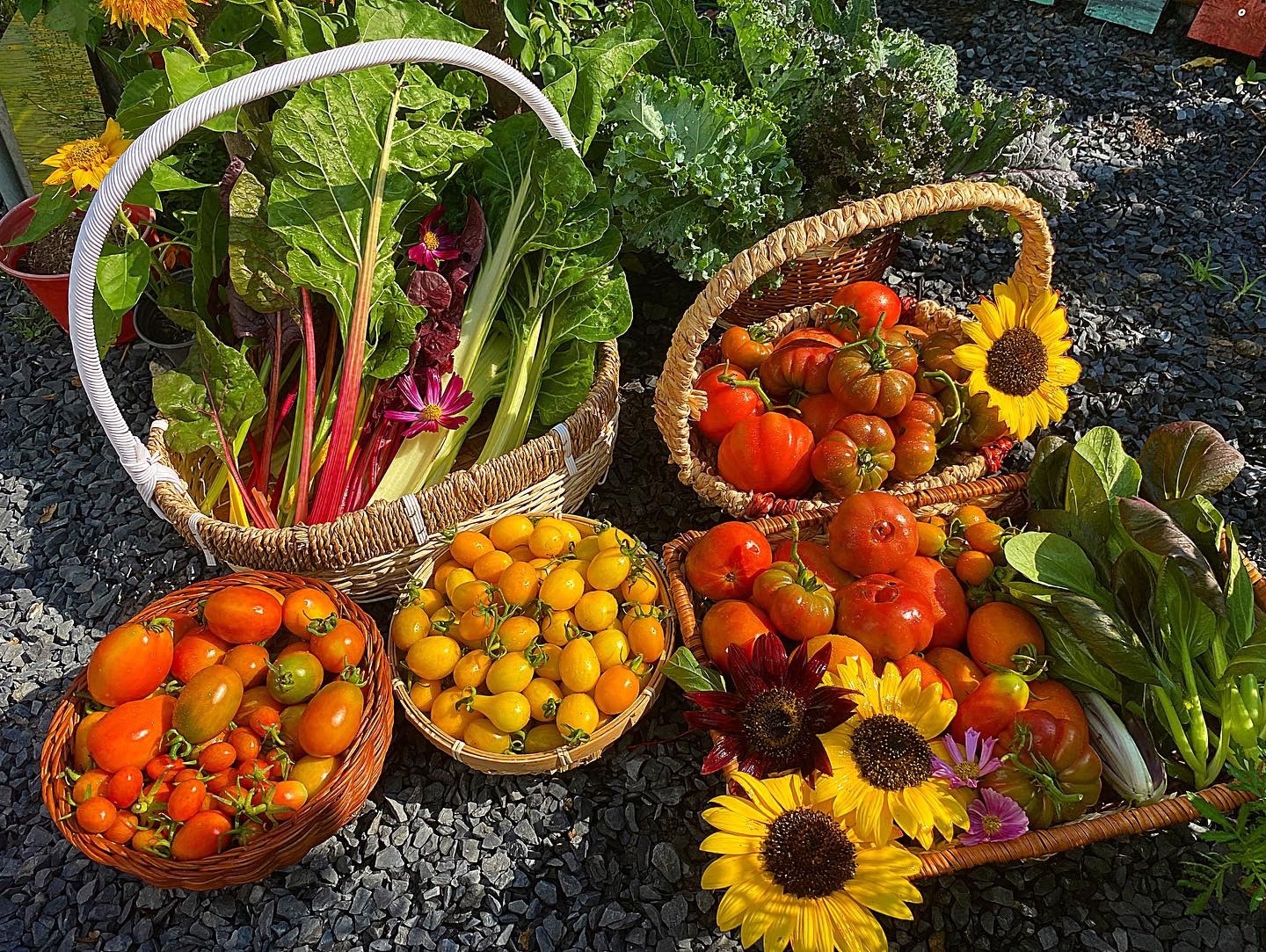 Nguoi me tre o TP.HCM trong hang tram loai cay trong vuon anh 3