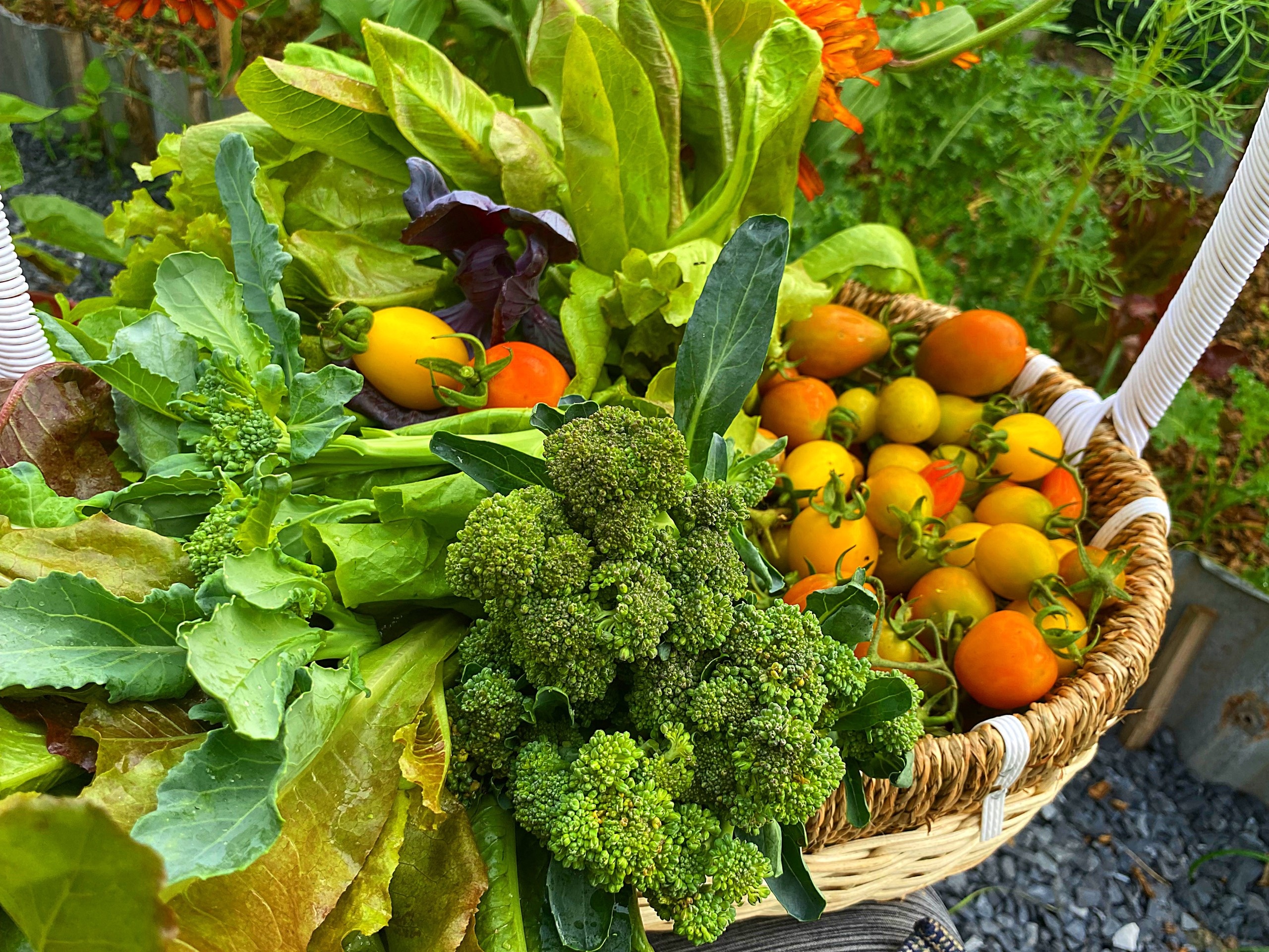 Nguoi me tre o TP.HCM trong hang tram loai cay trong vuon anh 4