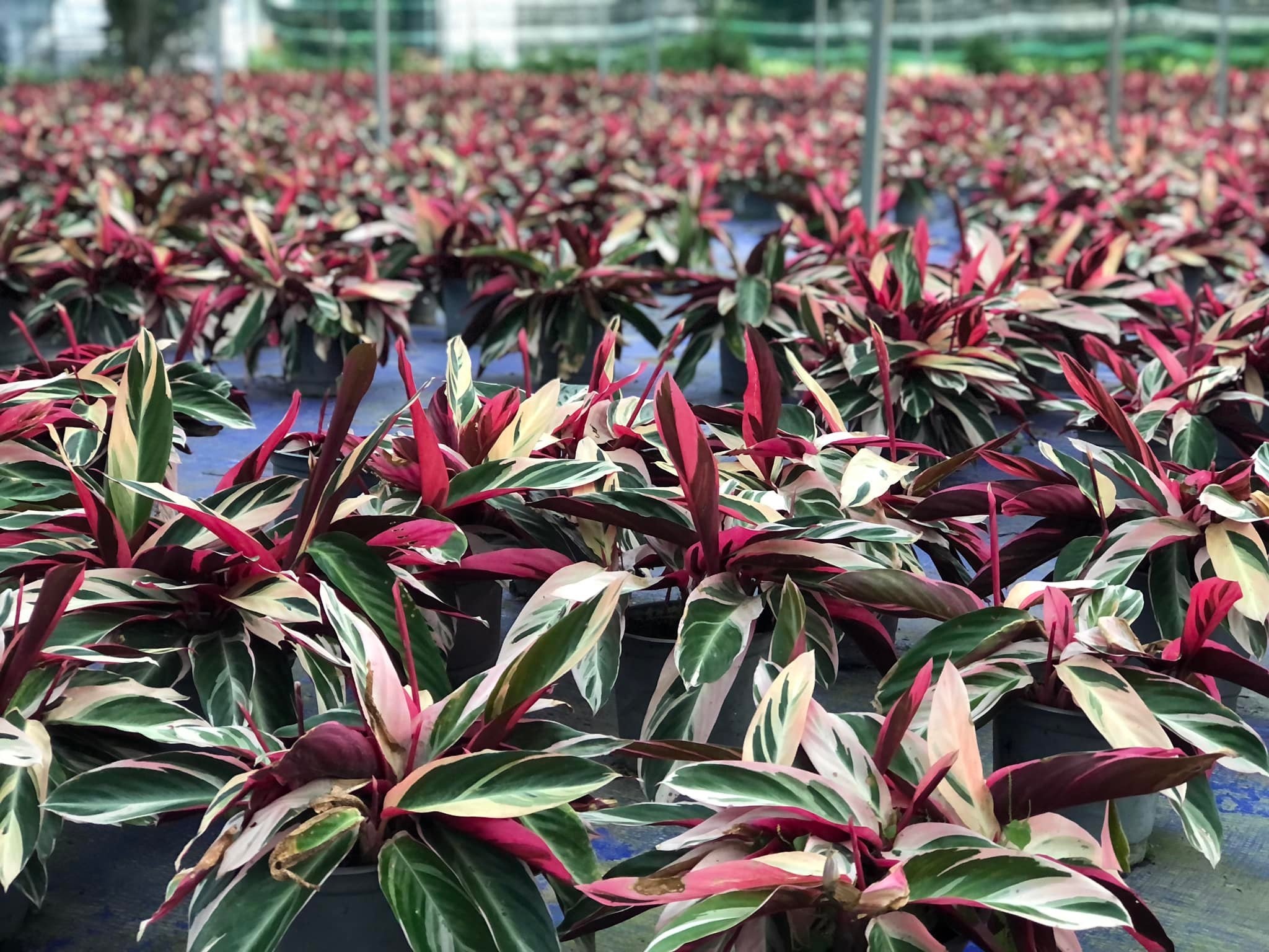 Bỏ việc lương cao ở TP.HCM về quê kinh doanh kiểng lá ảnh 7 Bo viec luong cao o TP.HCM ve que kinh doanh kieng la anh 7