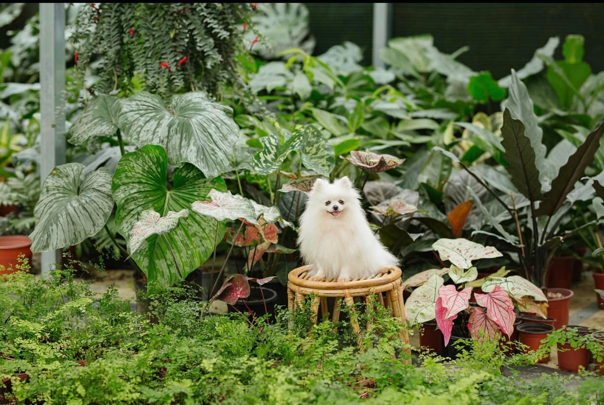 Bỏ việc lương cao ở TP.HCM về quê kinh doanh kiểng lá ảnh 10 Bo viec luong cao o TP.HCM ve que kinh doanh kieng la anh 10