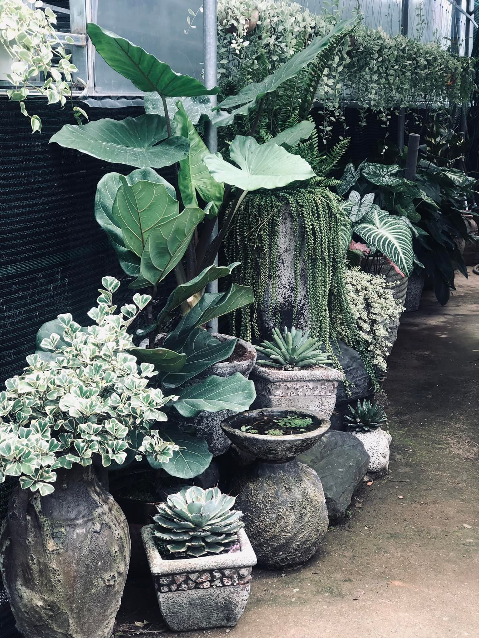 Bỏ việc lương cao ở TP.HCM về quê kinh doanh kiểng lá ảnh 3 Bo viec luong cao o TP.HCM ve que kinh doanh kieng la anh 3