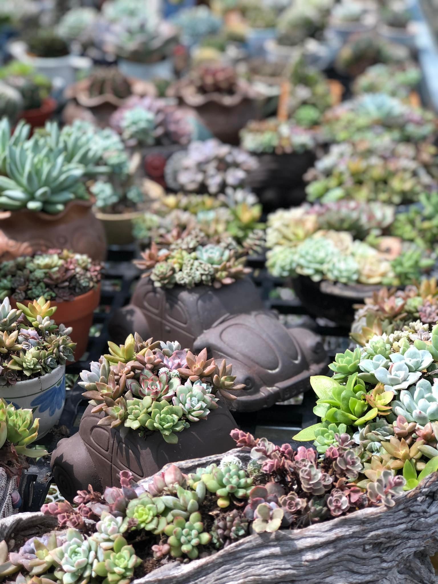 Bỏ việc lương cao ở TP.HCM về quê kinh doanh kiểng lá ảnh 4 Bo viec luong cao o TP.HCM ve que kinh doanh kieng la anh 4