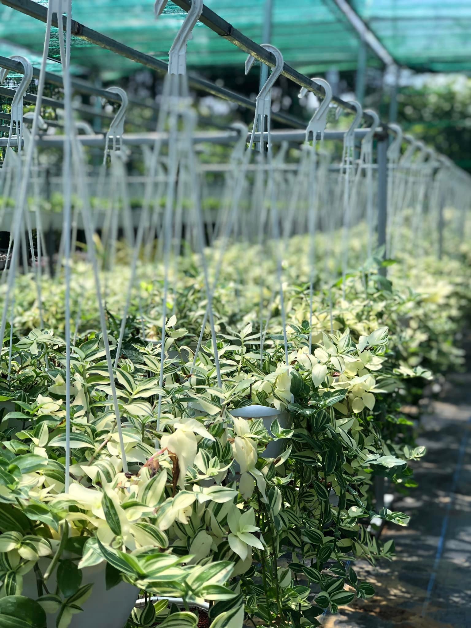 Bỏ việc lương cao ở TP.HCM về quê kinh doanh kiểng lá ảnh 5 Bo viec luong cao o TP.HCM ve que kinh doanh kieng la anh 5