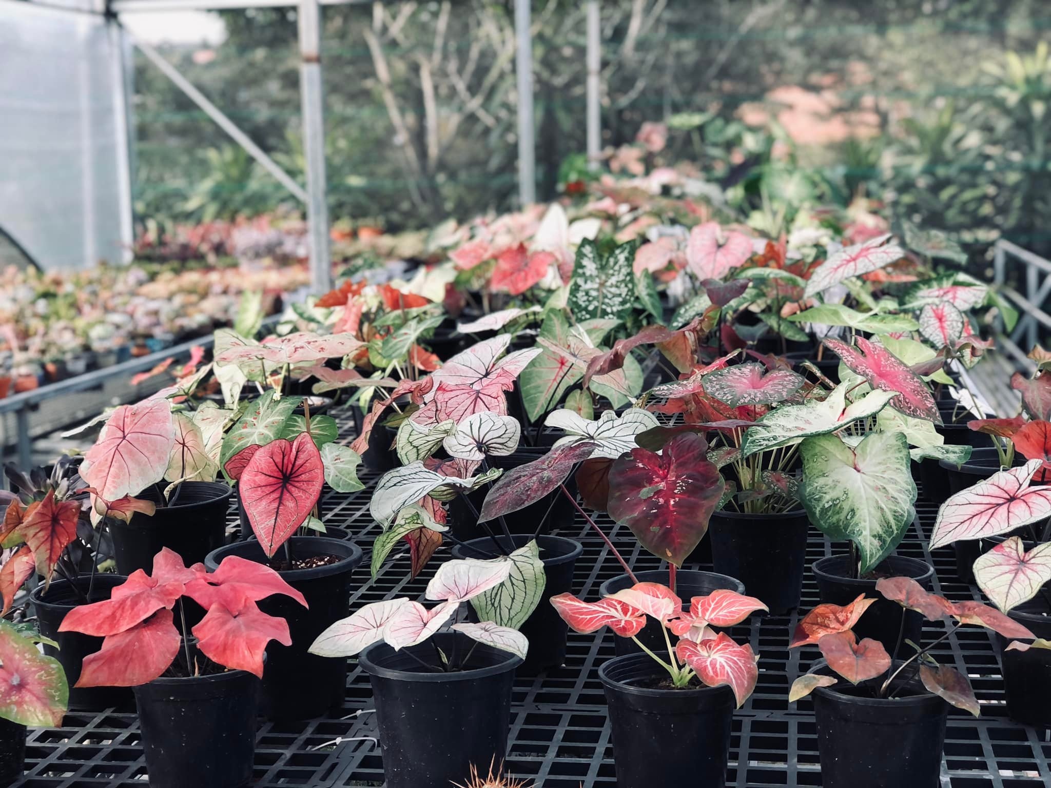 Bỏ việc lương cao ở TP.HCM về quê kinh doanh kiểng lá ảnh 6 Bo viec luong cao o TP.HCM ve que kinh doanh kieng la anh 6