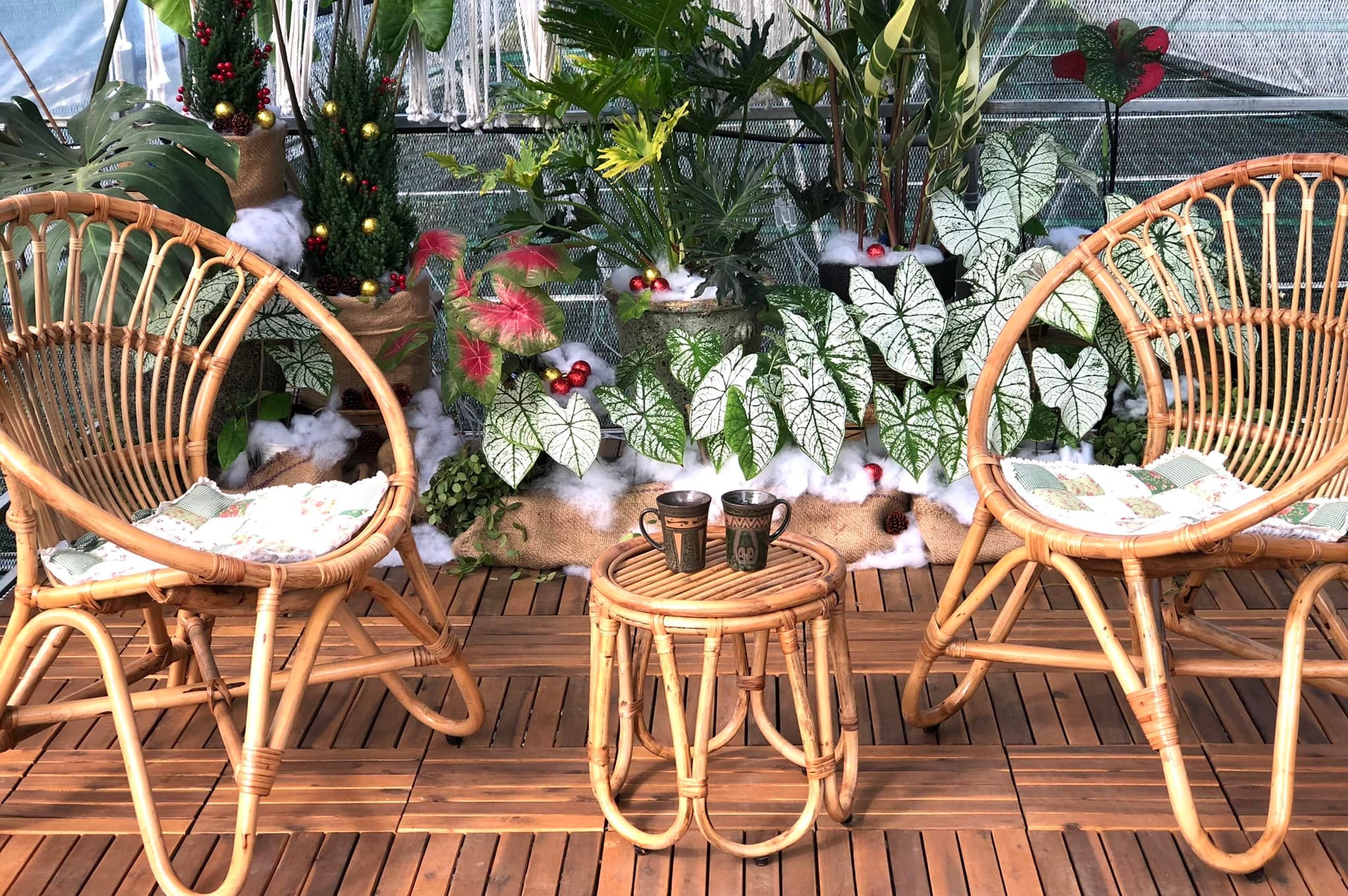 Bỏ việc lương cao ở TP.HCM về quê kinh doanh kiểng lá ảnh 11 Bo viec luong cao o TP.HCM ve que kinh doanh kieng la anh 11