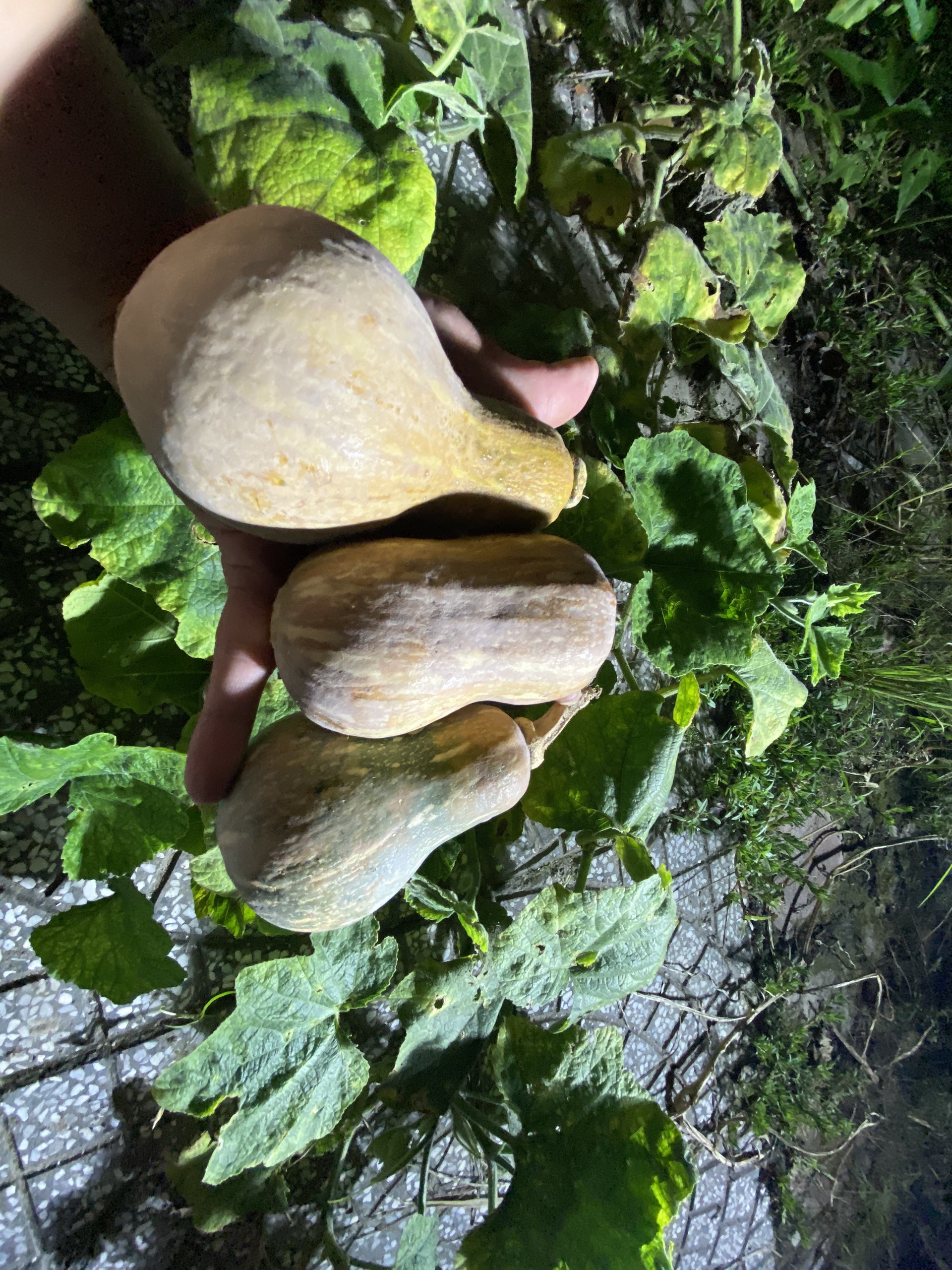 Khu vuon cua chang trai liet hai chan anh 7