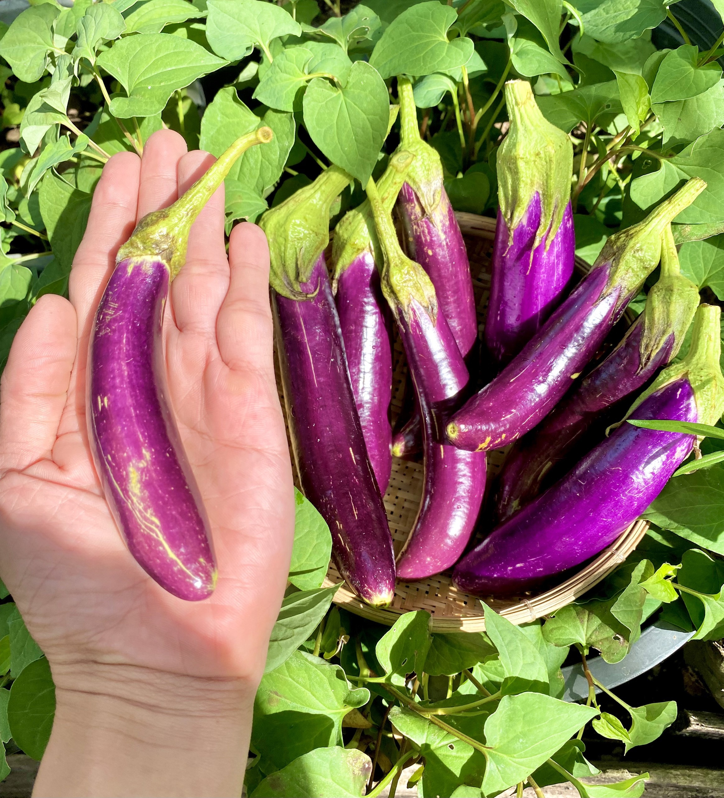 Khu vuon cua chang trai liet hai chan anh 5