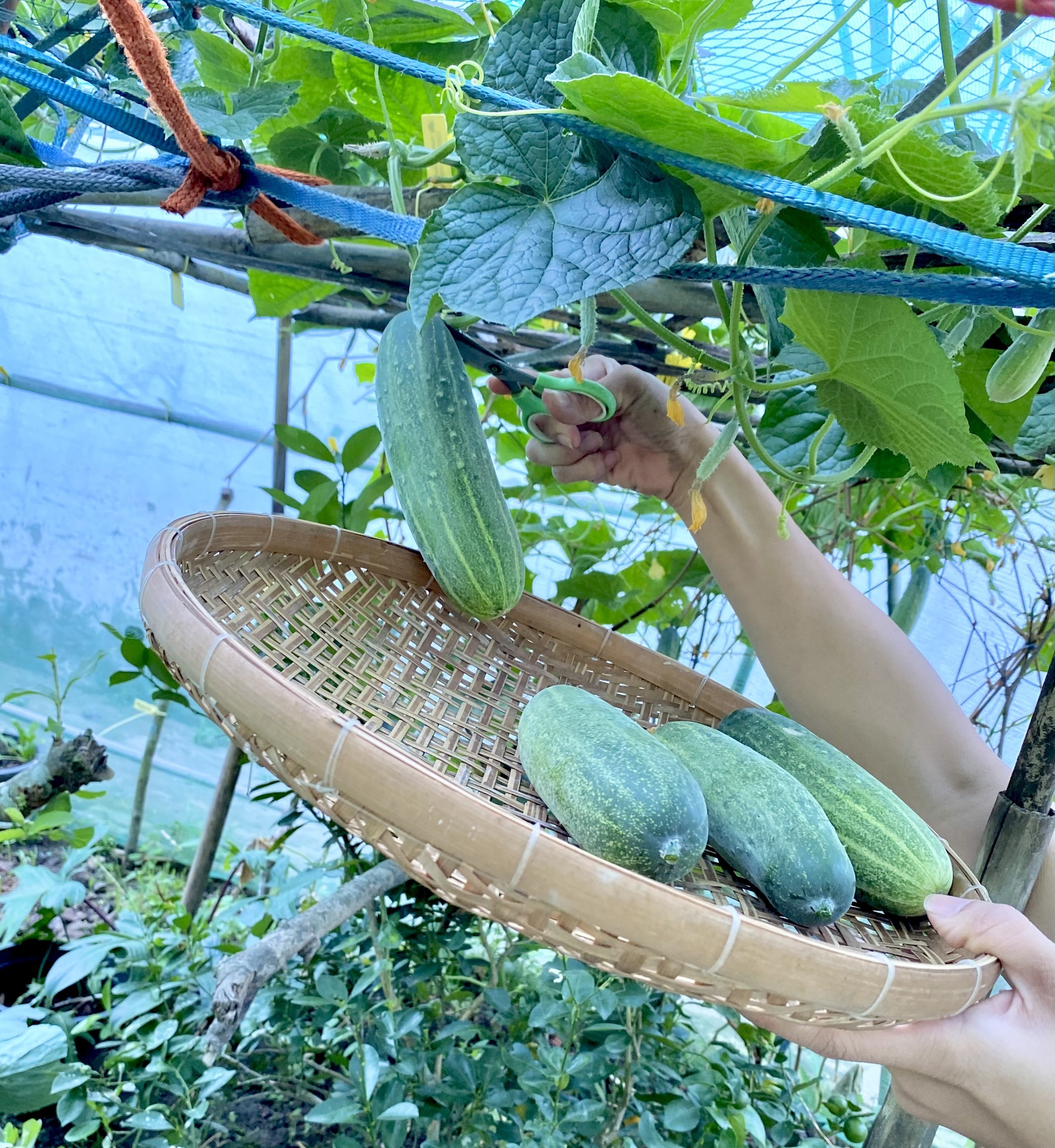 Khu vuon cua chang trai liet hai chan anh 6