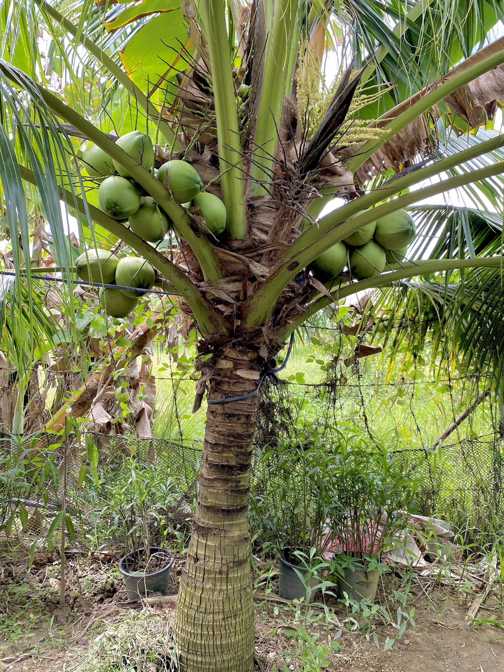 Khu vuon cua chang trai liet hai chan anh 11