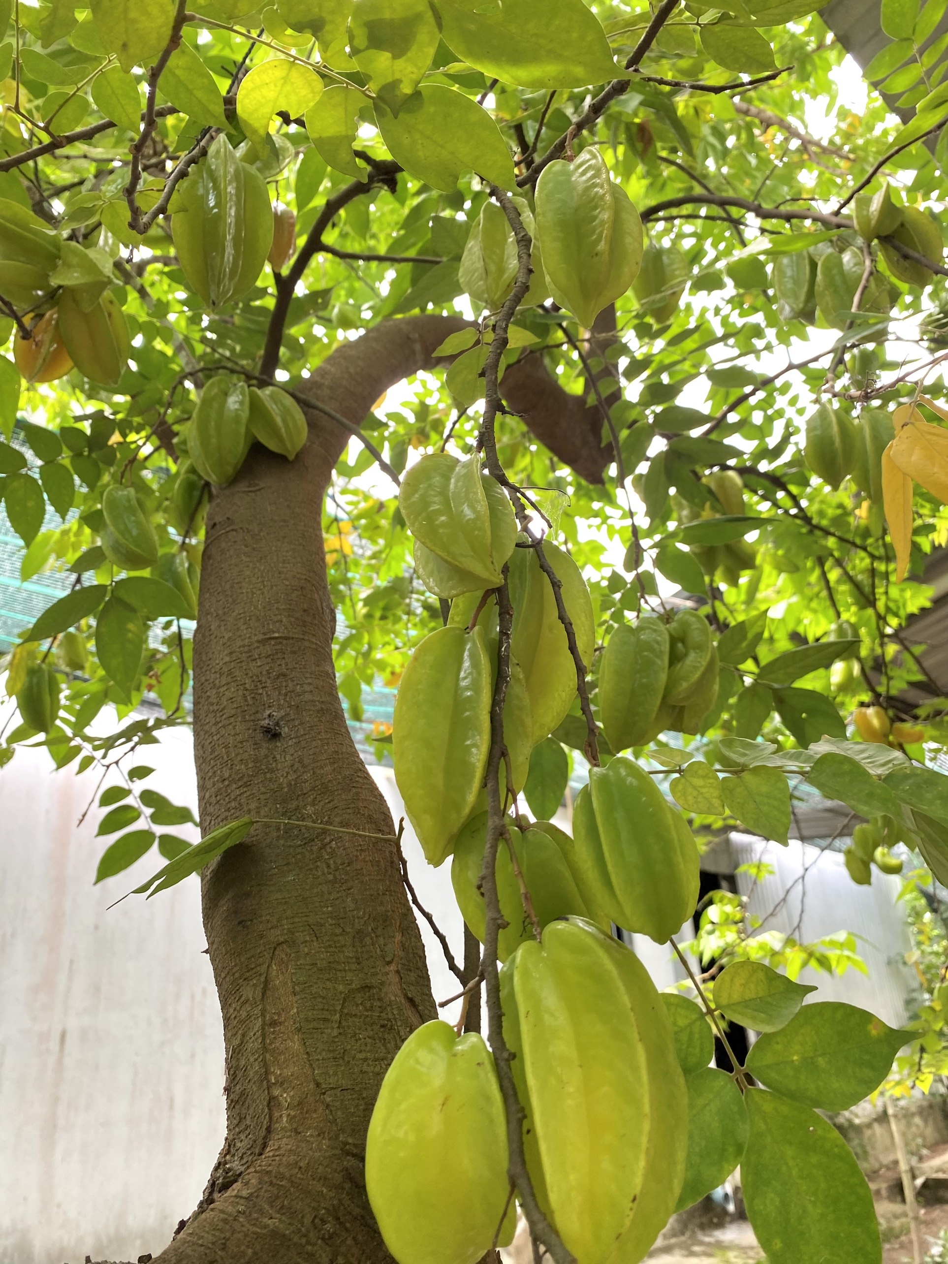 Khu vuon cua chang trai liet hai chan anh 12